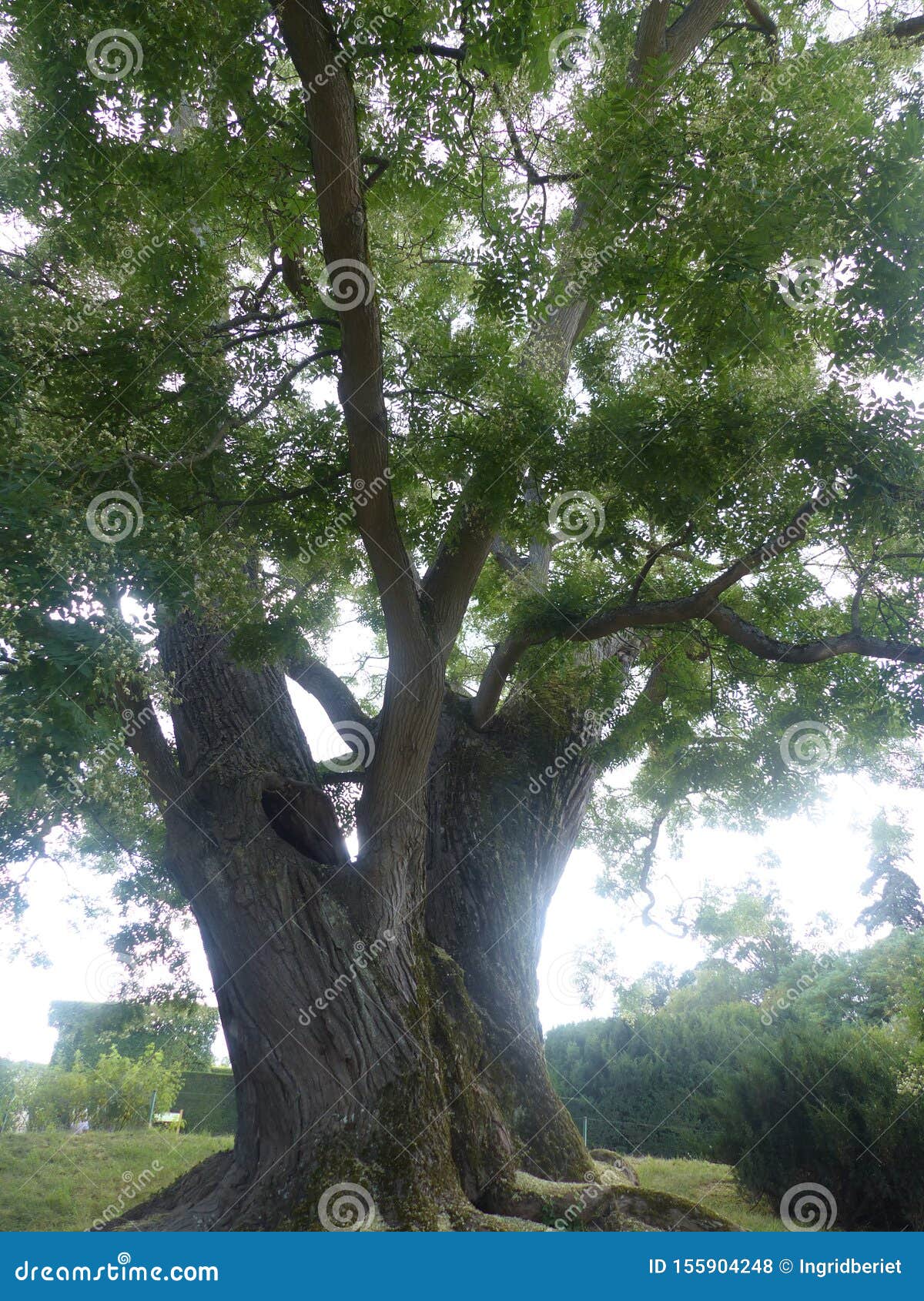 acacia of japon in versailles