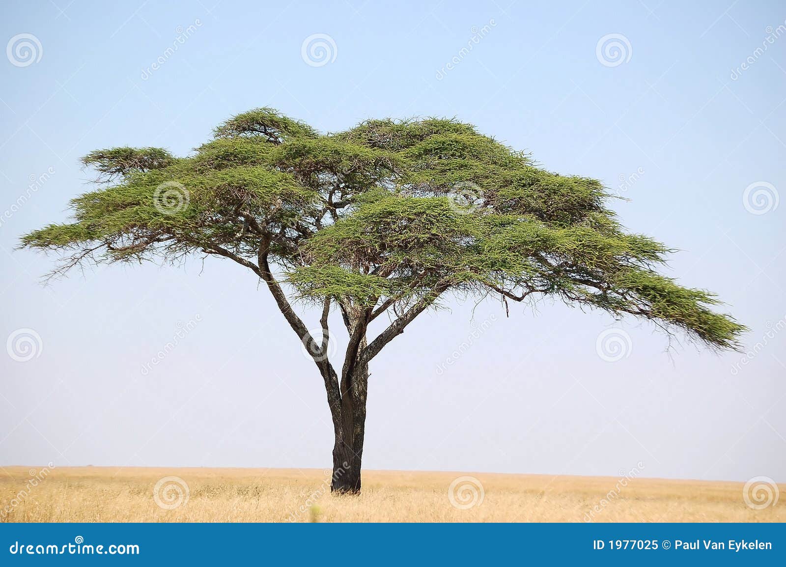 acacia tree