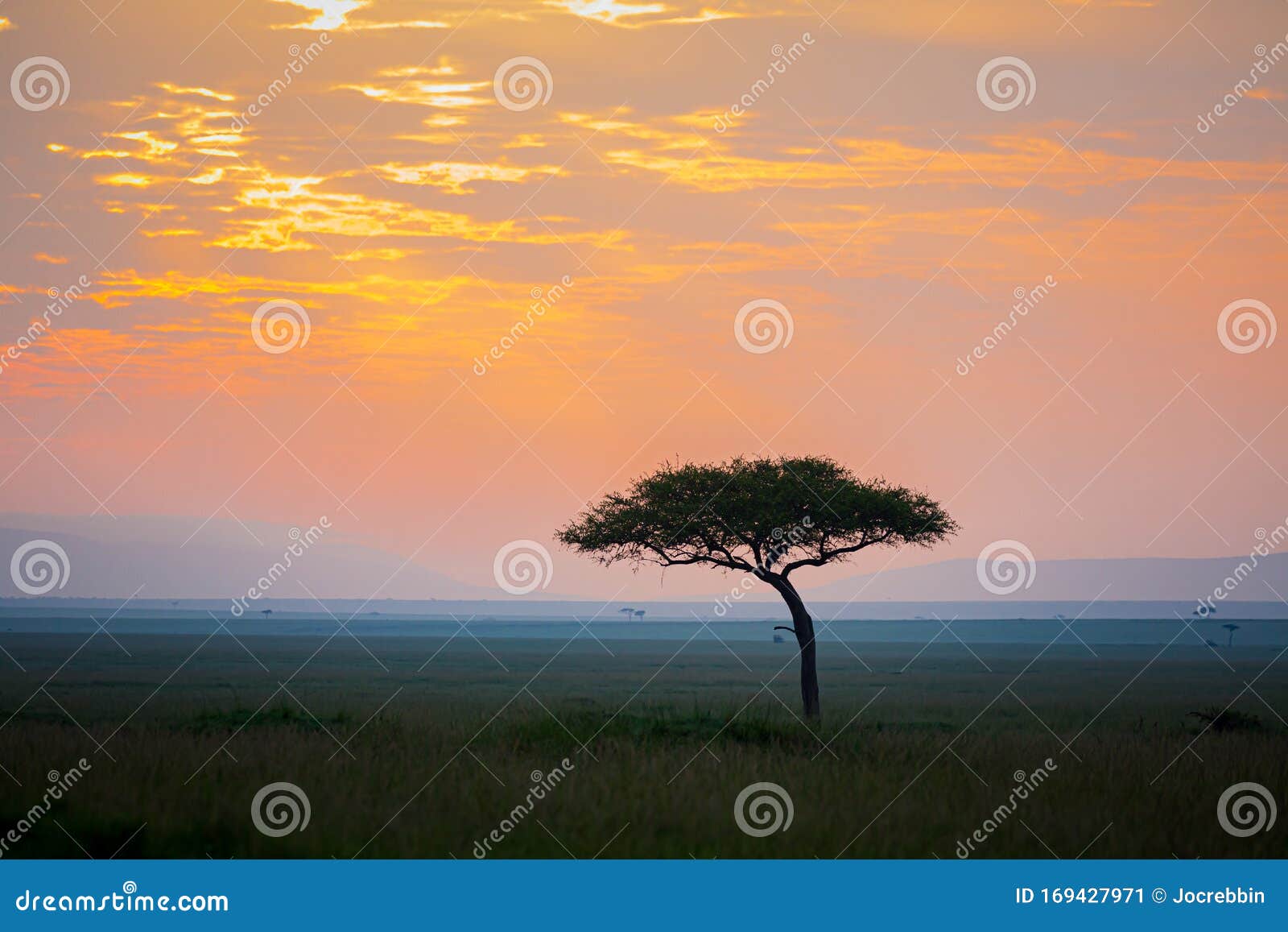 acacia tree at dawn over the african plains