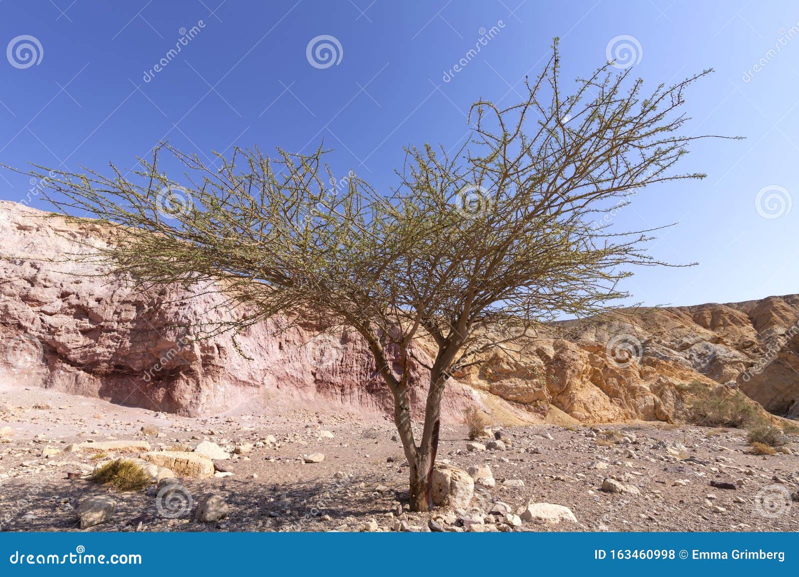 acacia tree in the erosive colored hills of the red canyon in the eilat mountains