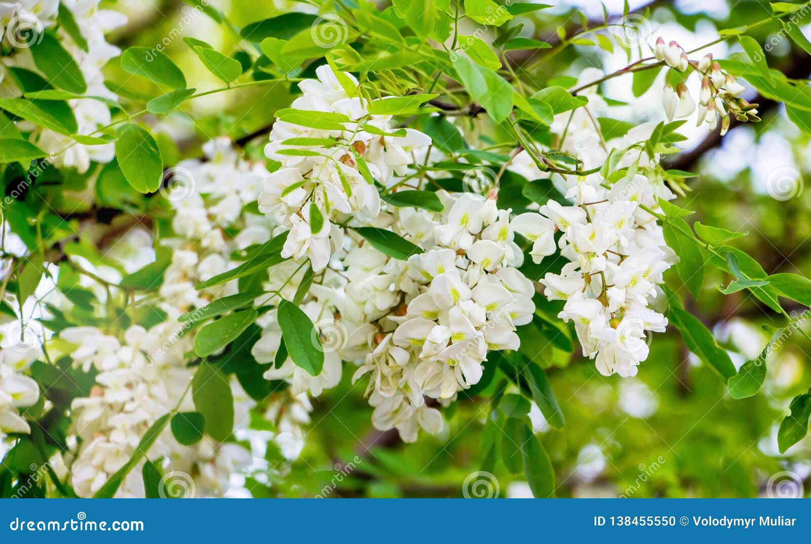 Acacia Tree during Flowering. White Flowers Acacia_ Stock Photo - Image of  color, nature: 138455550