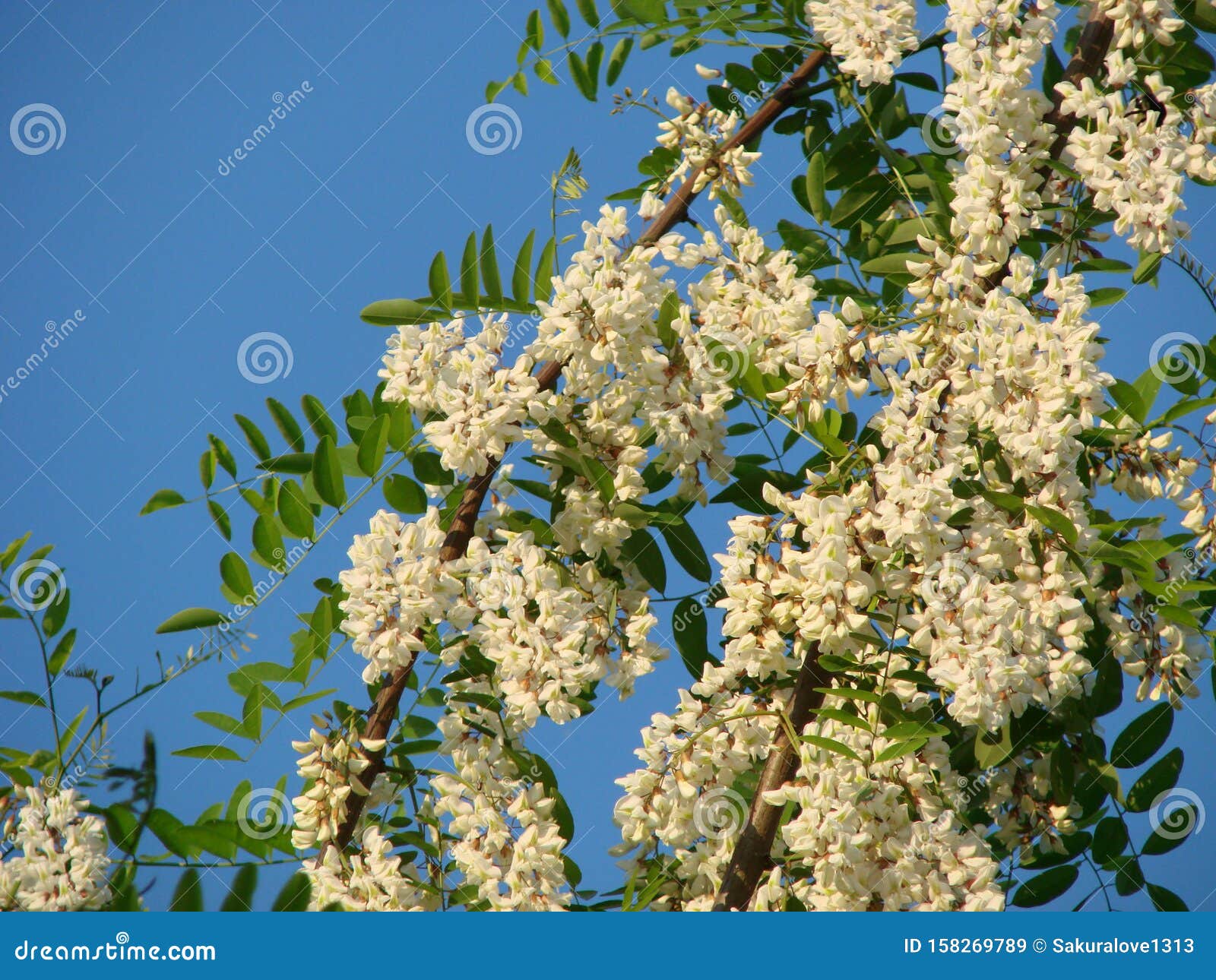 Acacia Tree Flowers Blooming in Spring. Acacia Flowers Branch with a