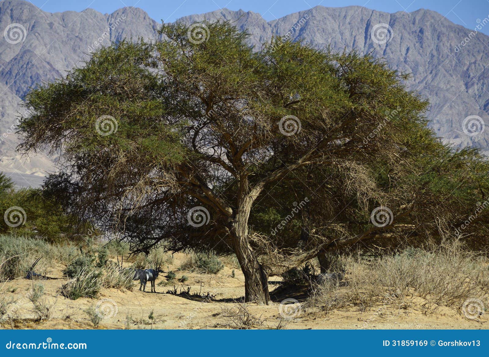 Acacia Tree In Nature Reserve Near Eilat, Israel Stock Image - Image: 31859169