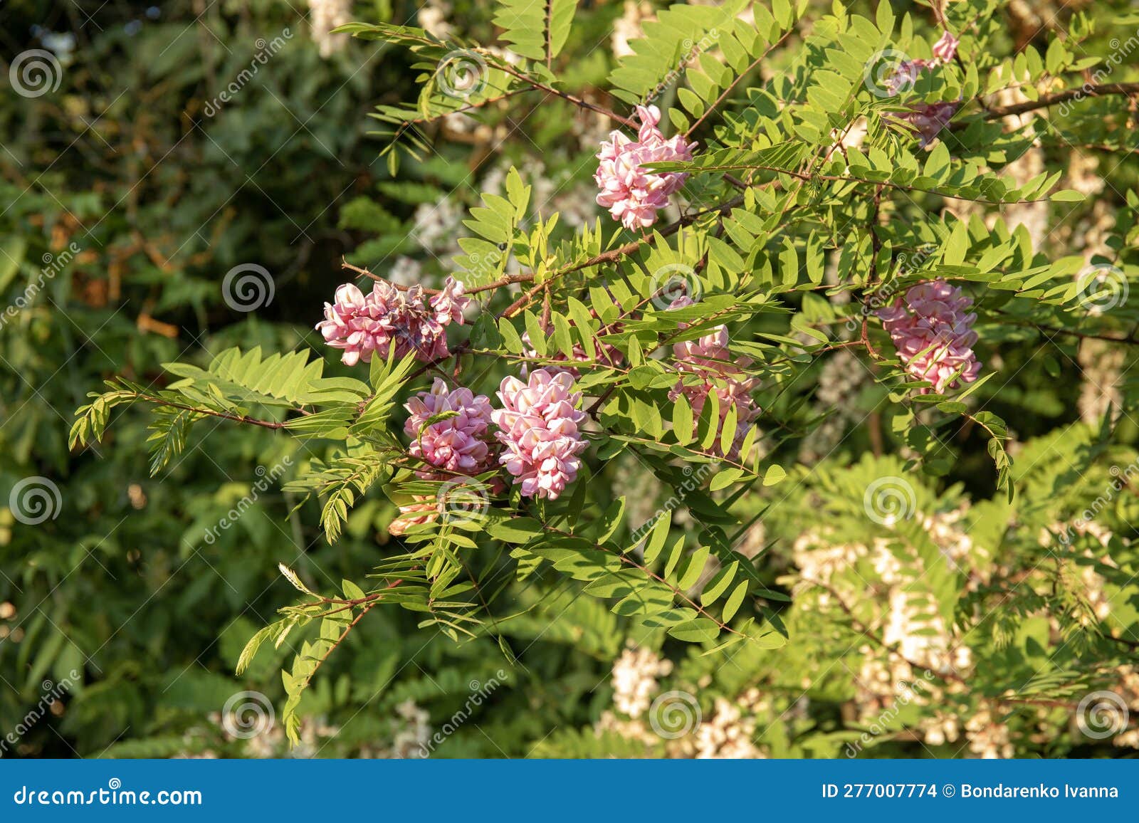 Acacia Tree Pink Flowers Blooming in the Spring Stock Photo Image of