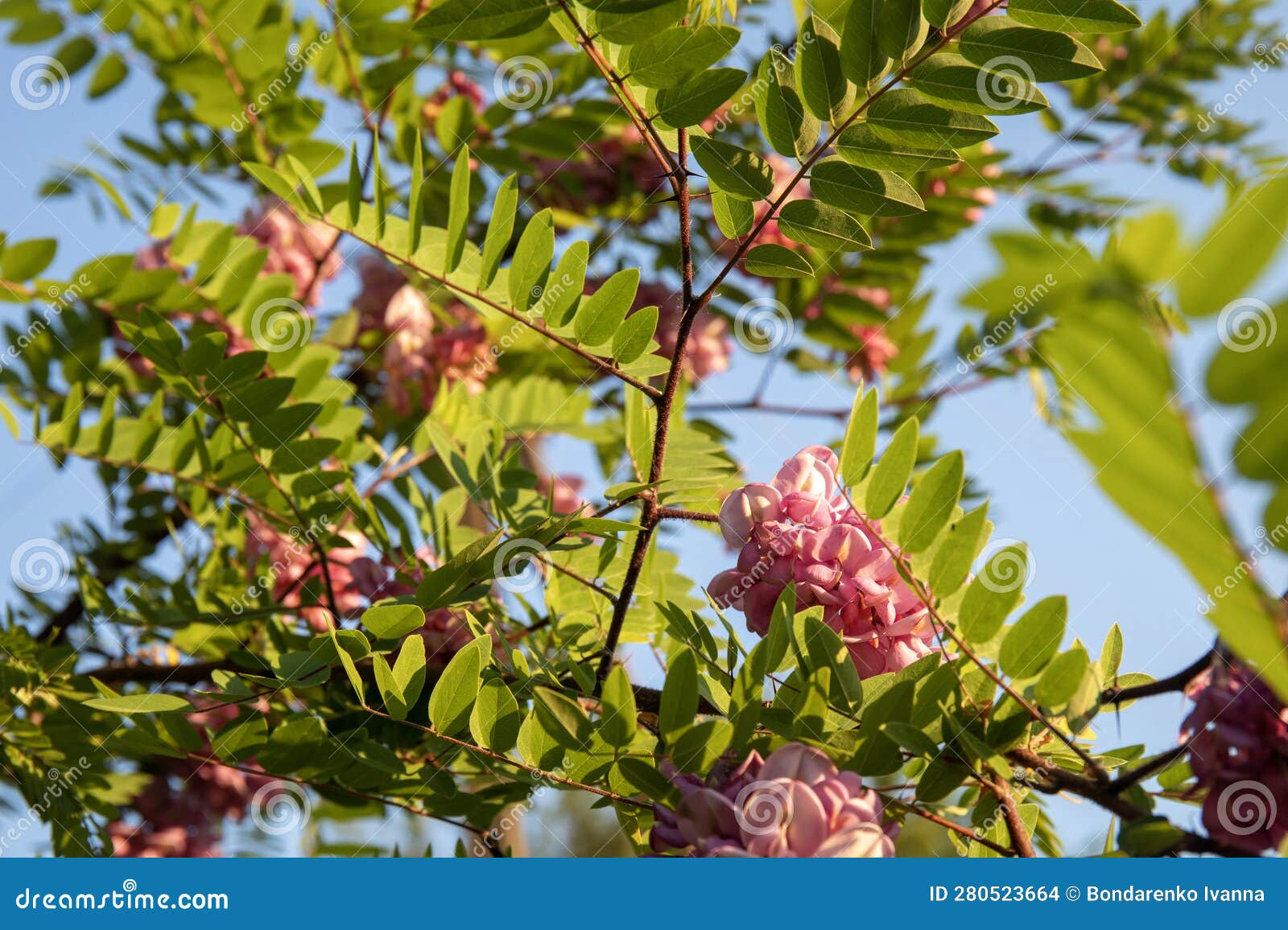 Acacia Tree Pink Flowers Blooming in the Spring Stock Photo Image of