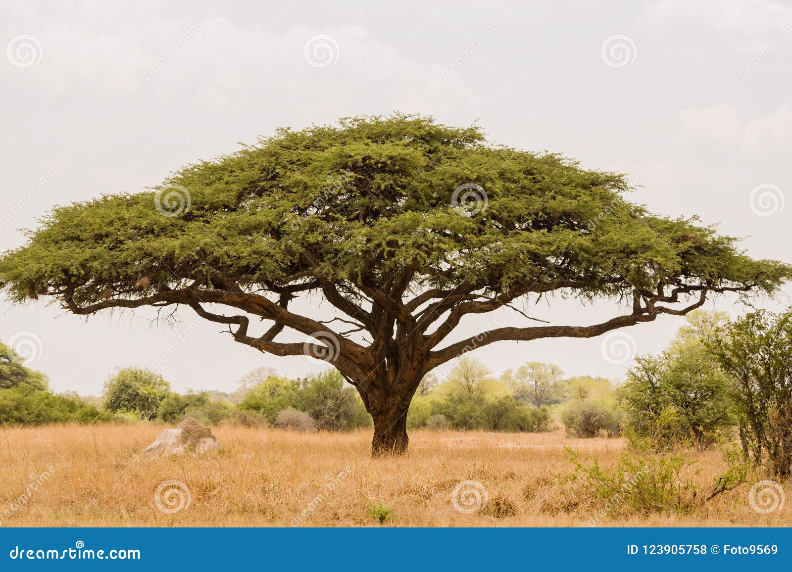 acacia tree in savannah zimbabwe, south africa stock photo - image