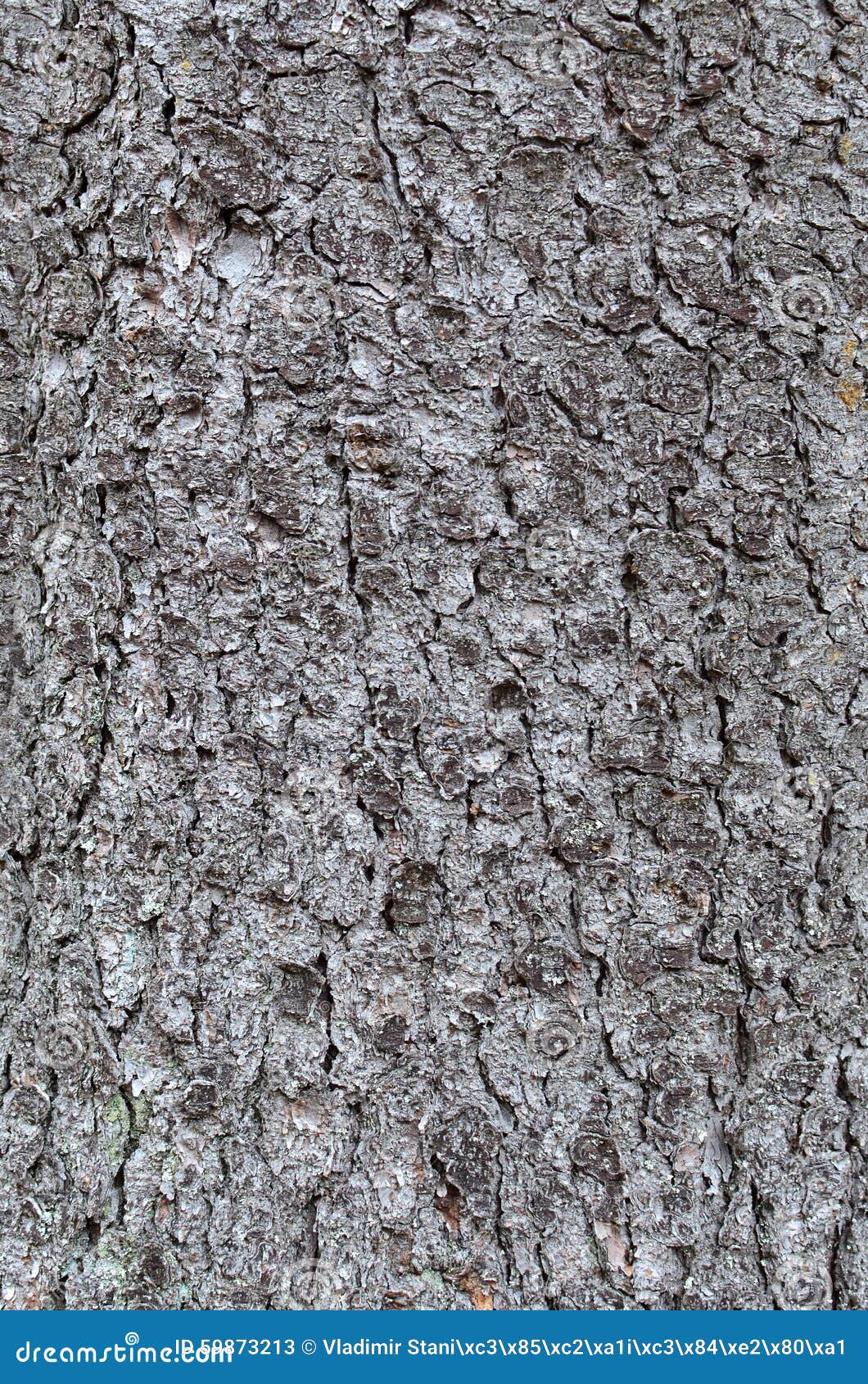 Acacia wood bark texture stock image. Image of acacia 59873213