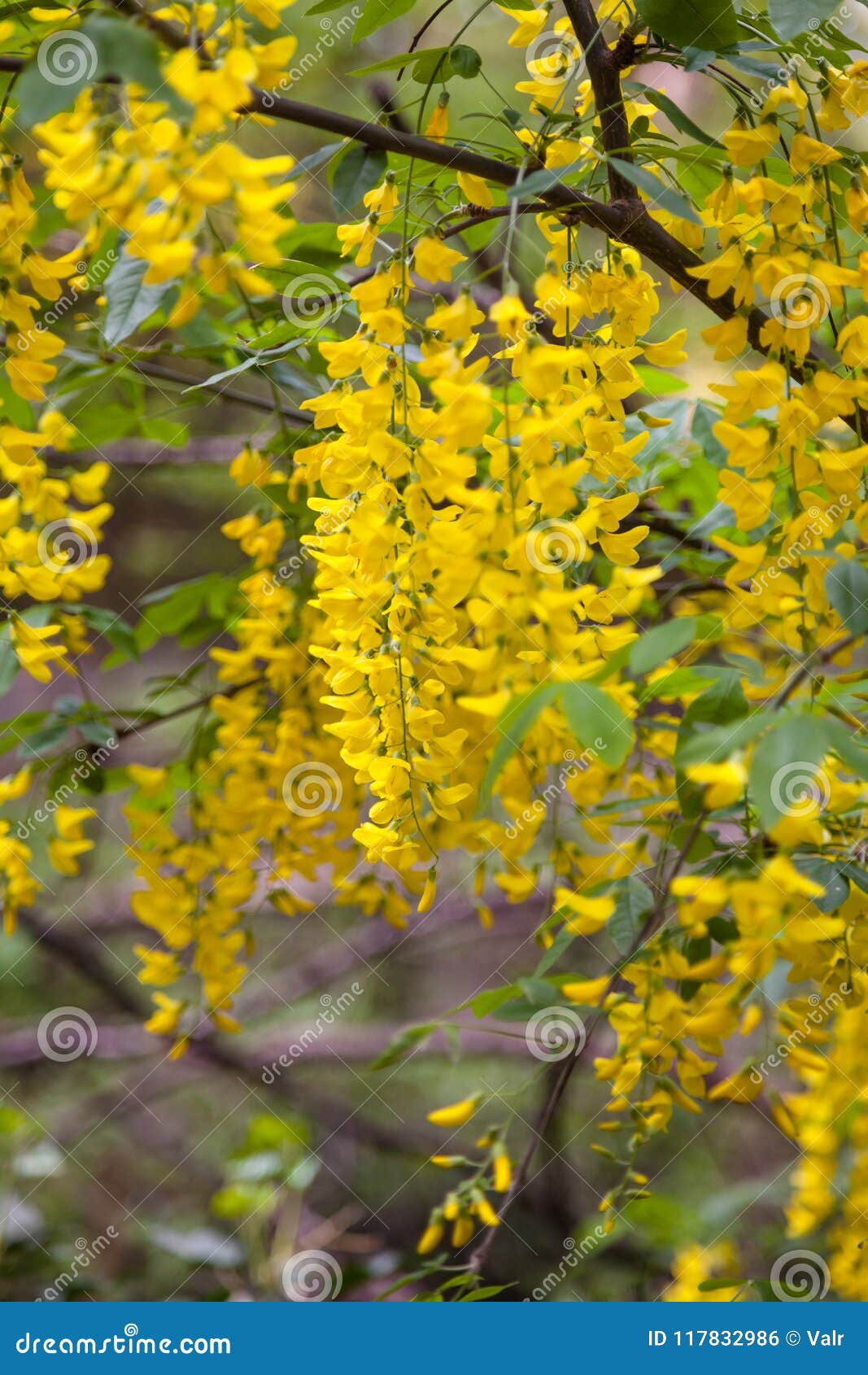 Acacia Yellow Flowers on a Branch. Caragana Arborescens Stock Photo - Image  of background, design: 117832986