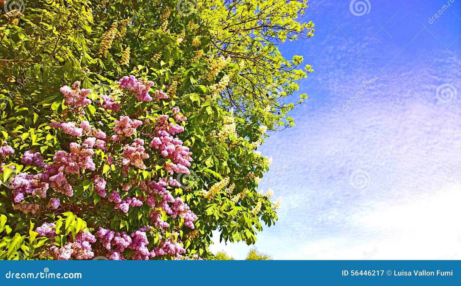 Acaciaboom Met Witte Bloemen En Lilac Bloesems Op De Lente Stock