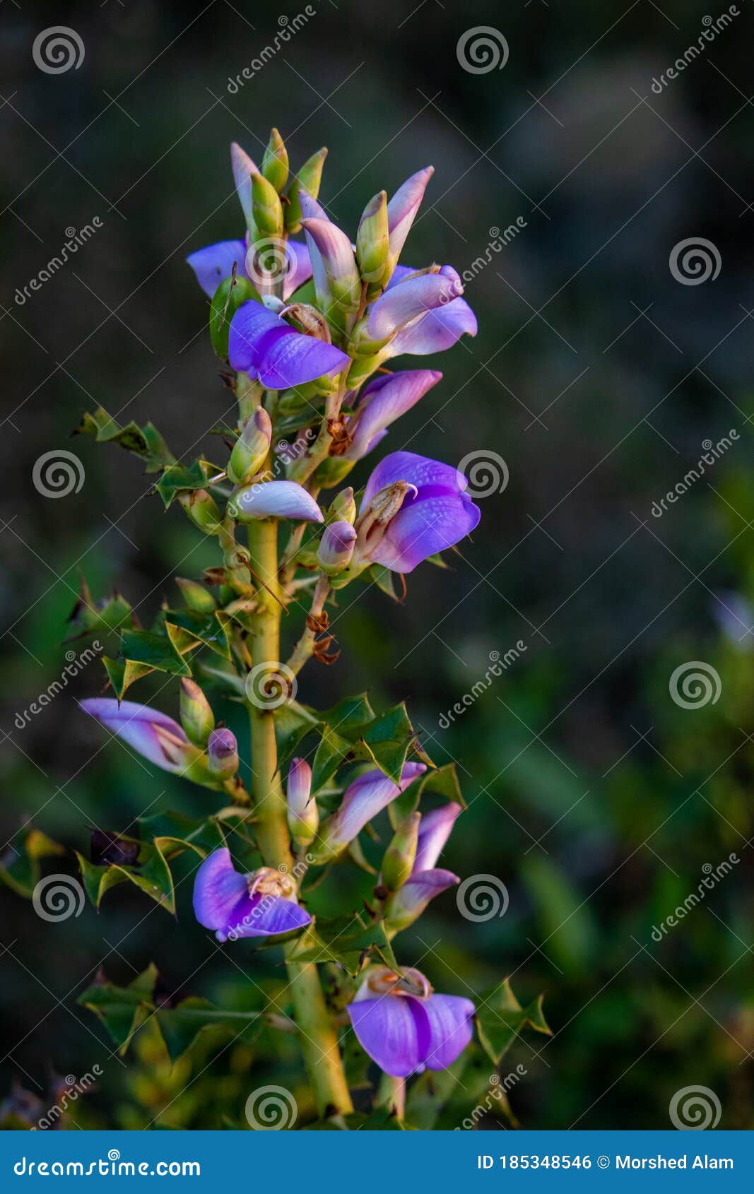 Acanthus Ilicifolius Flowers. Stock Photo - Image of wild, leaves
