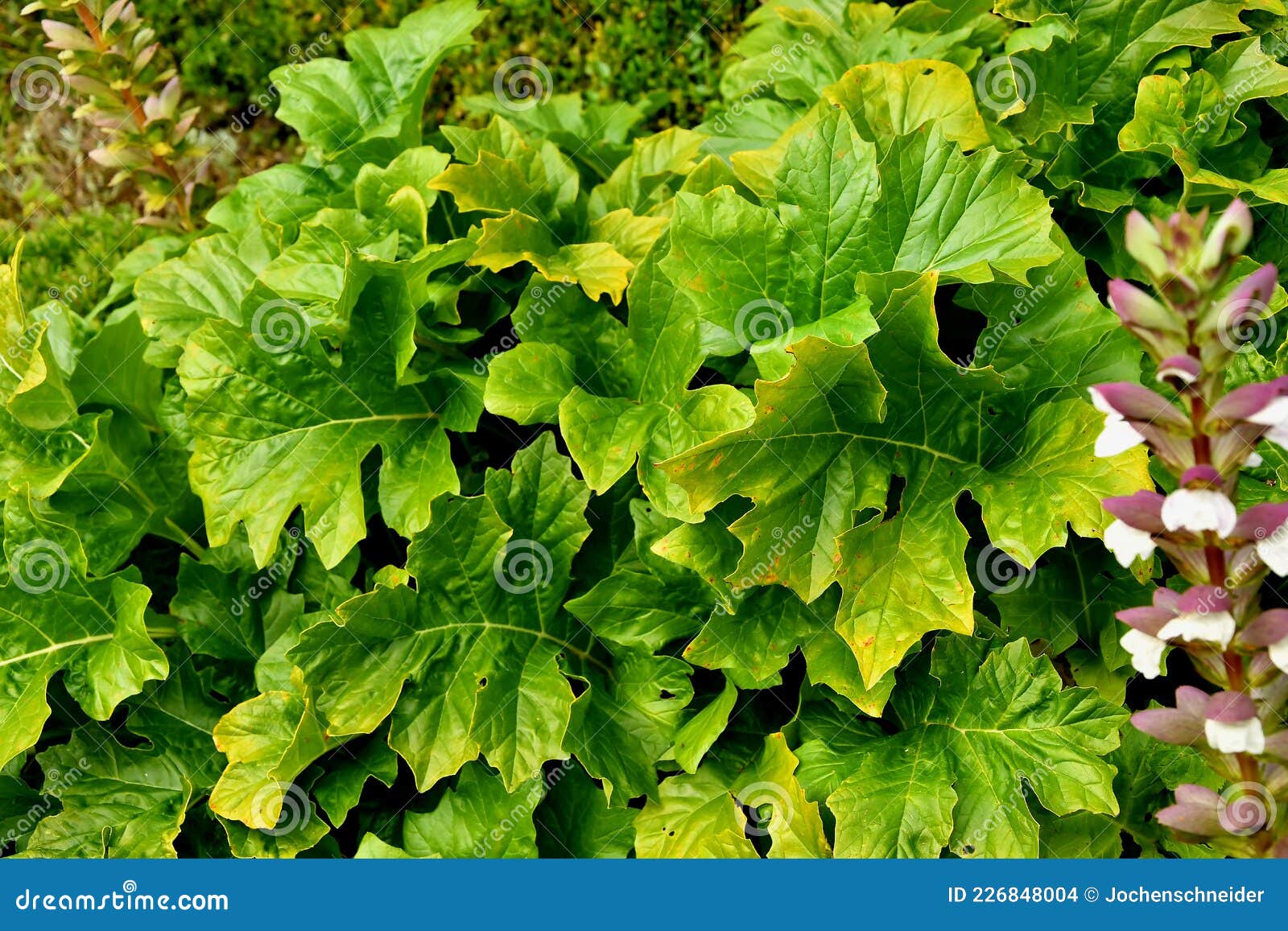 Acanthus, Medicinal Plant with Green Leaves Stock Photo - Image of bear