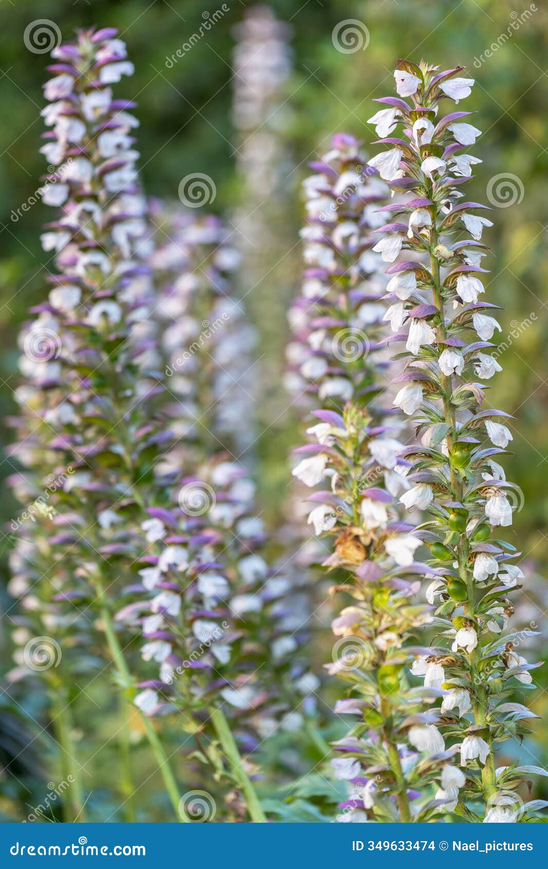 acanthus mollis