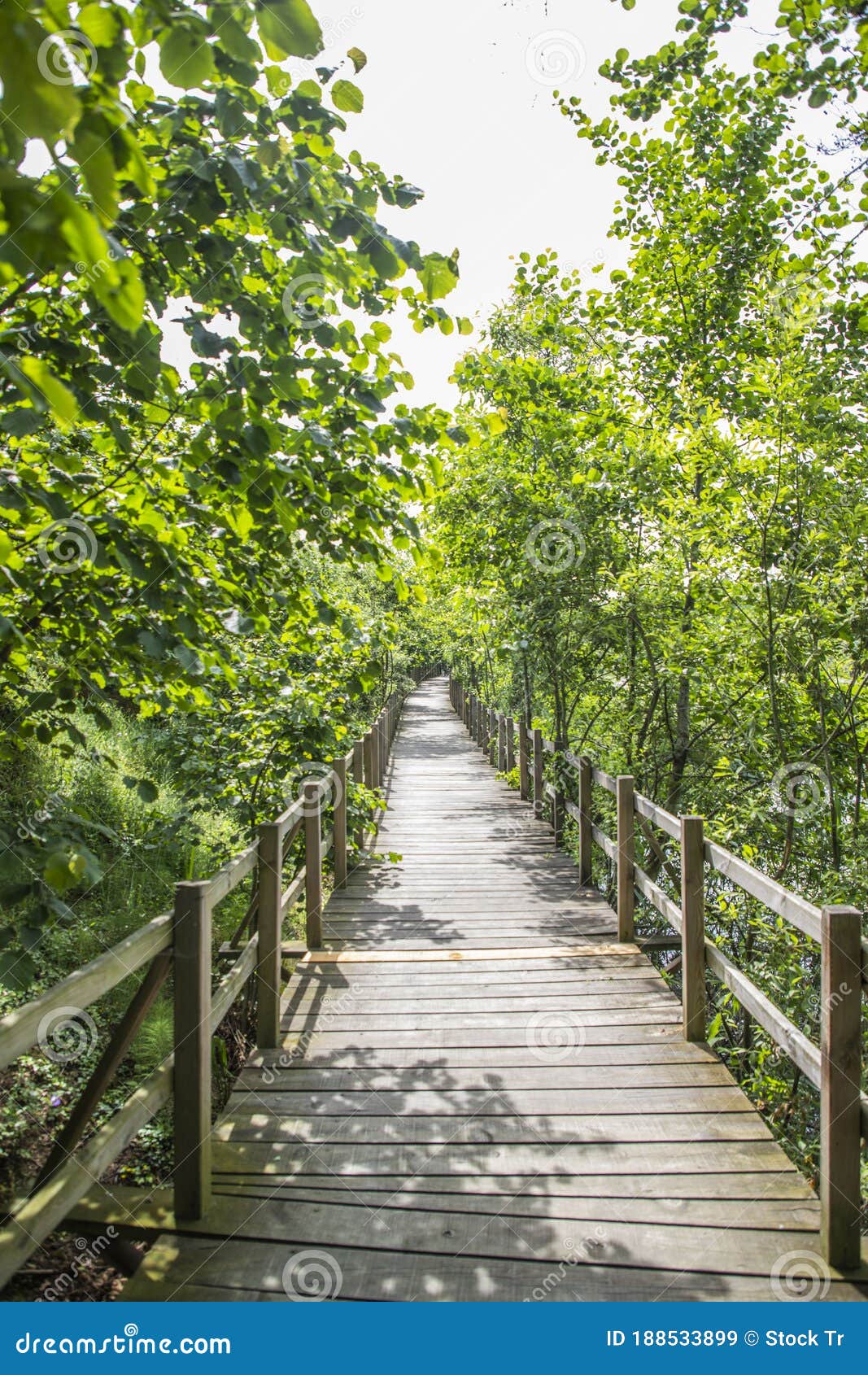 acarlar flood plain forest turkish: acarlar golu longozu is a floodplain forest located in sakarya province,