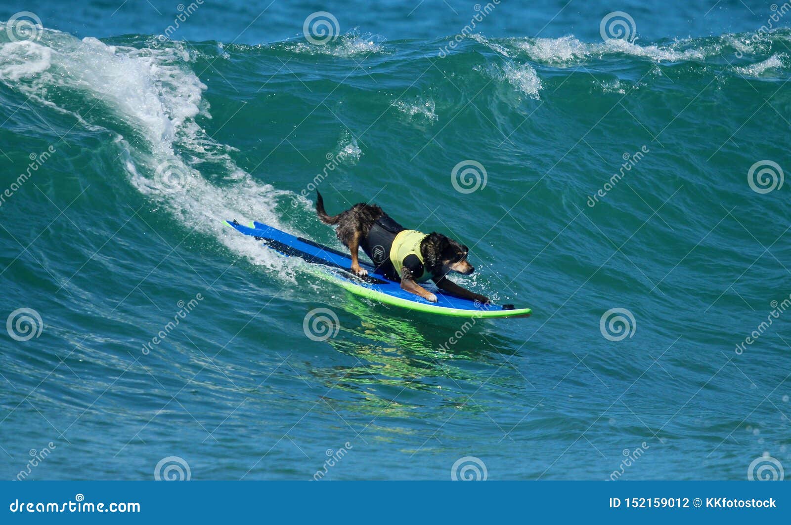 Dog Surfing Competition in Huntington Beach, California Editorial