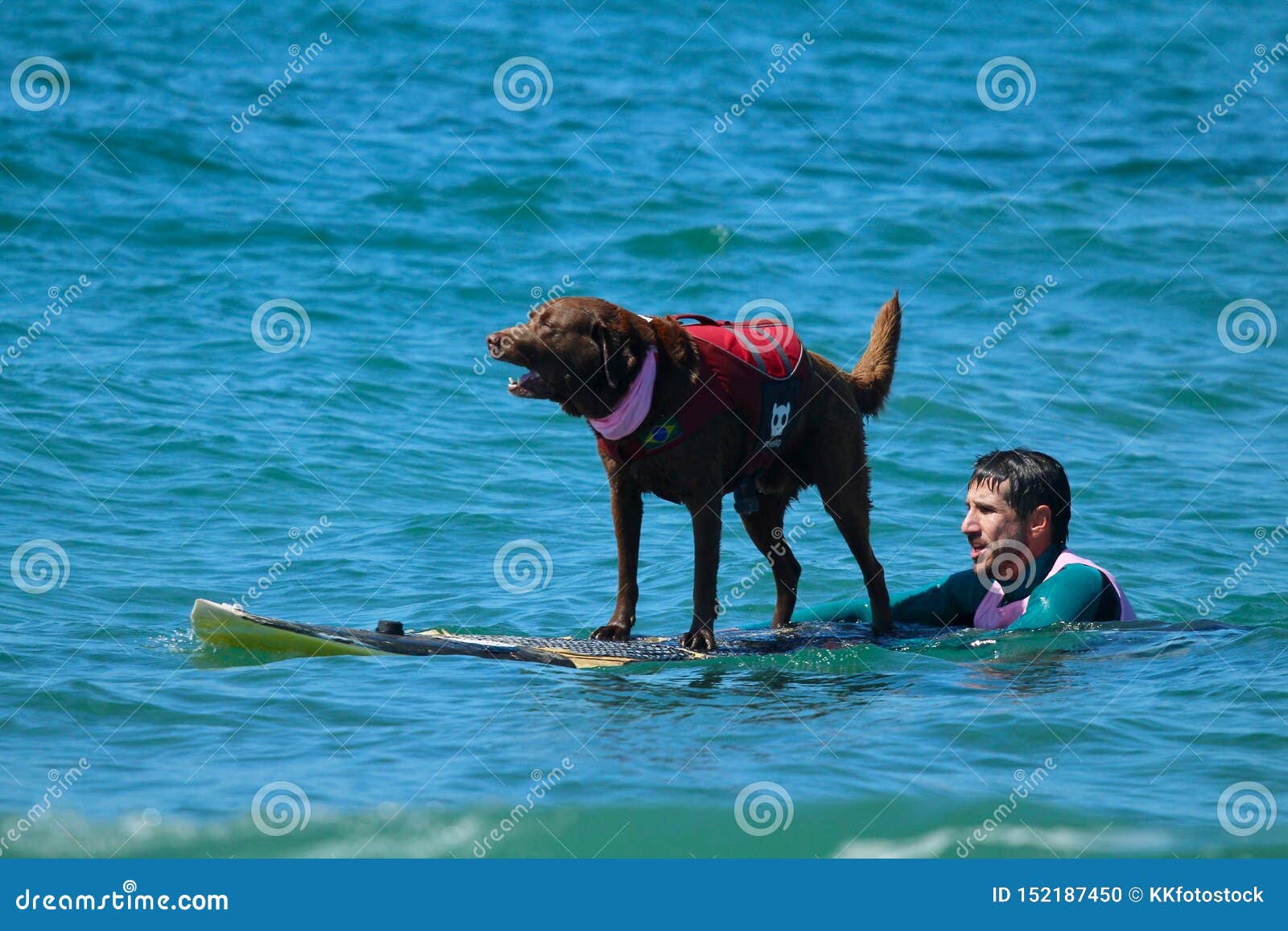 Dog Surfing Event in Huntington Beach California Editorial Image