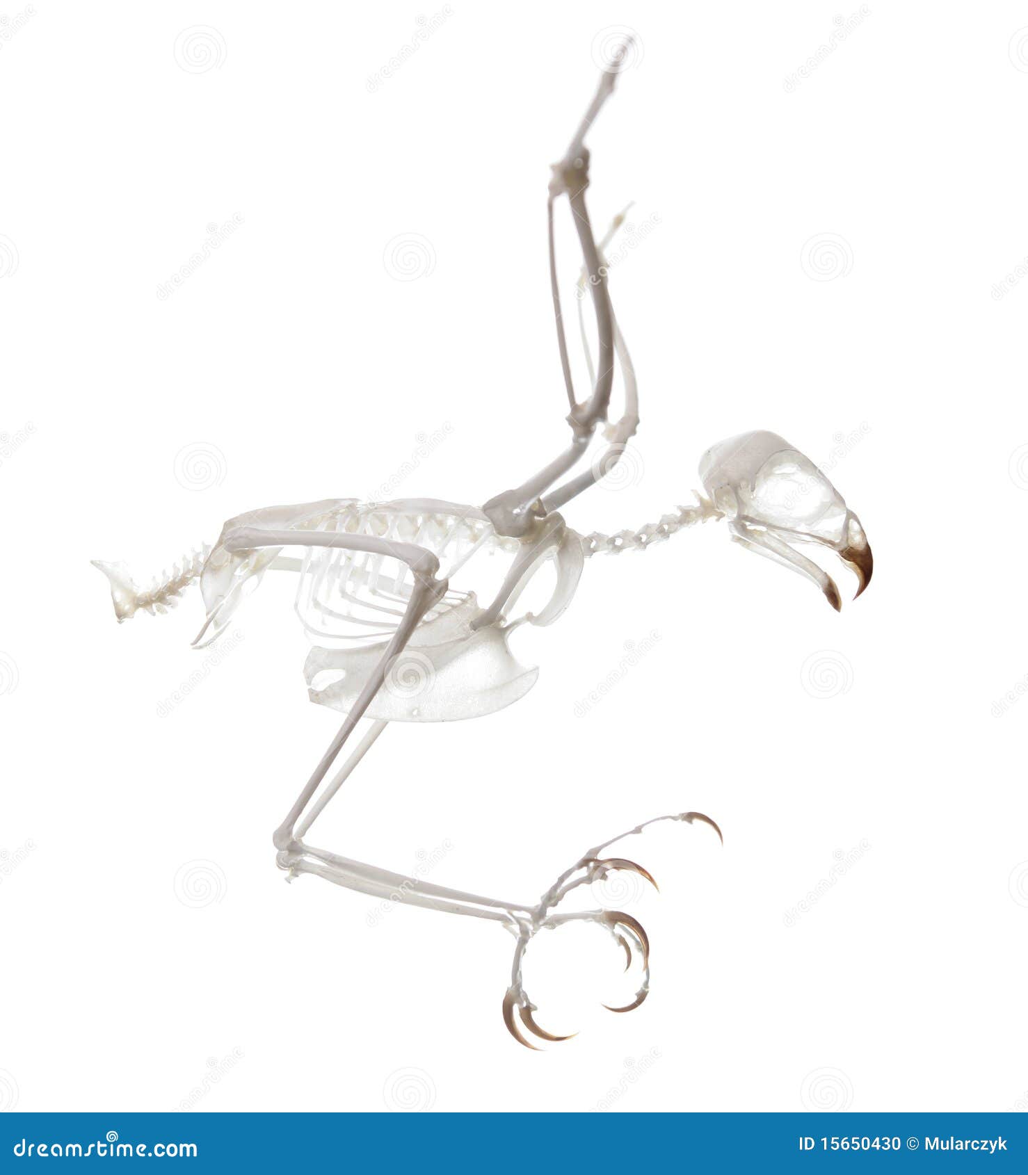accipiter nisus skeleton