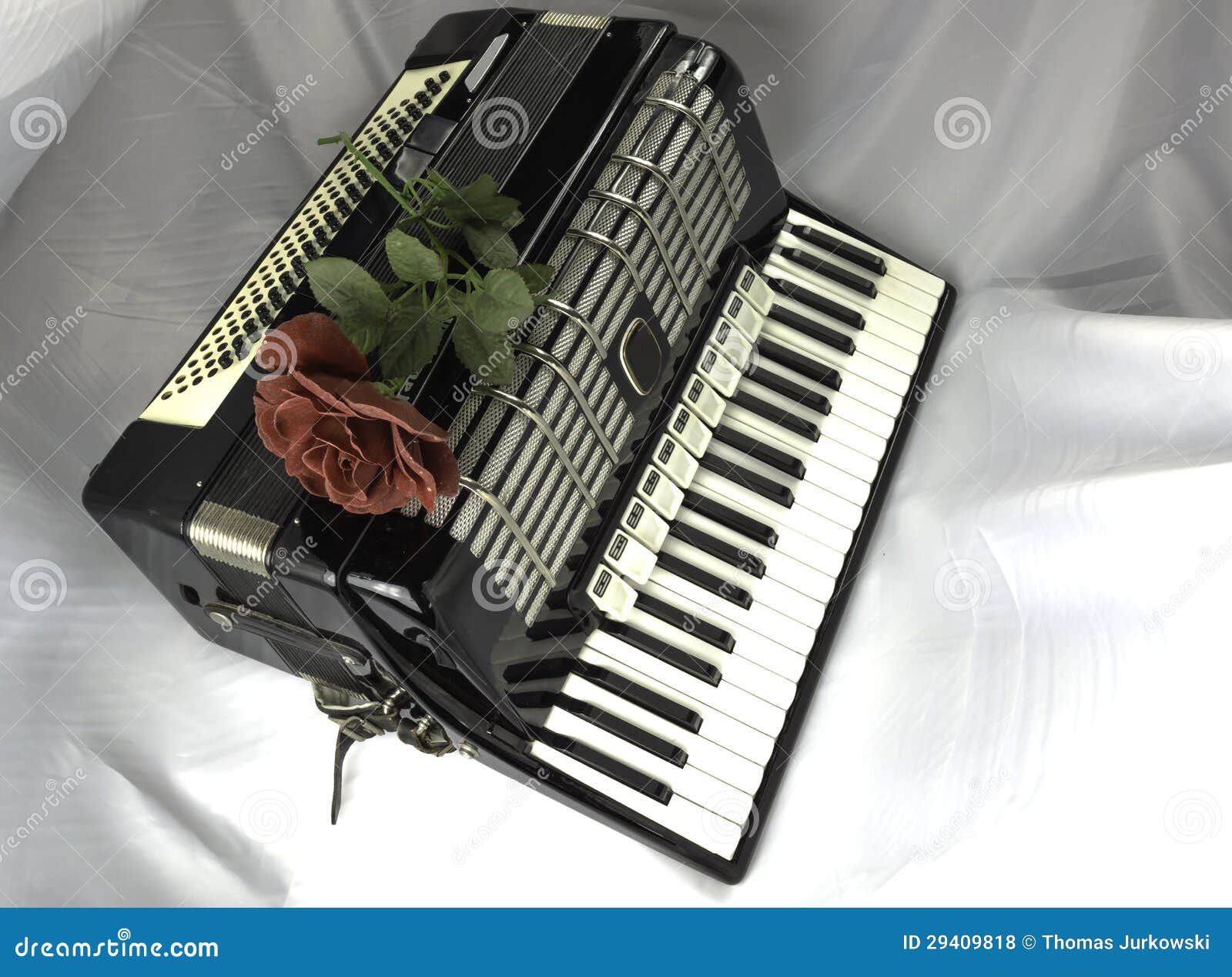 Accordion and rose stock photo. Image of play, instrument 29409818