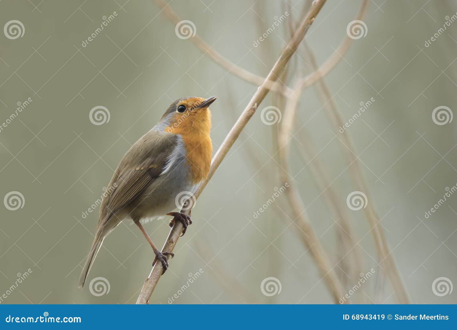 Accouplement Doiseau Image Stock Image Du Rouge Merle