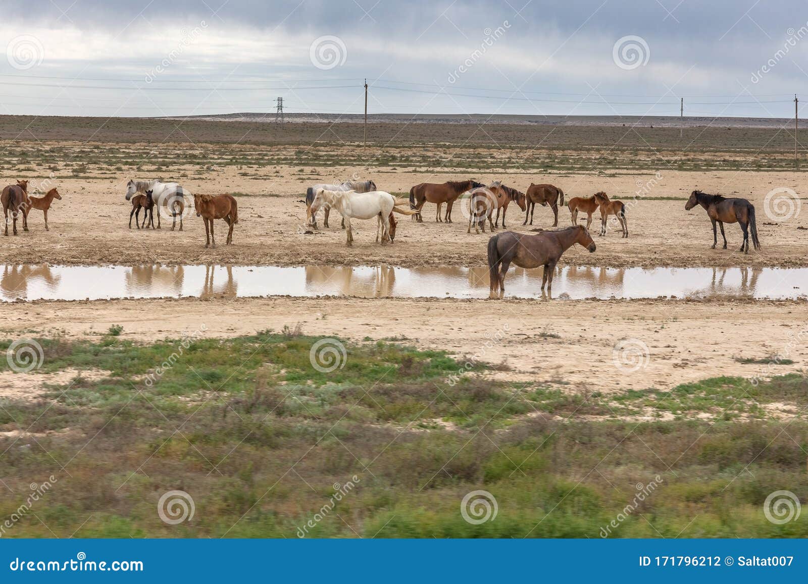 the accumulation of horses at the source with water. the ustyurt plateau. district of boszhir. the bottom of a dry ocean tethys.