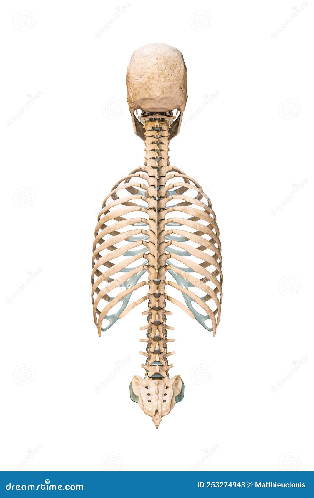 Accurate Posterior Or Back View Of Axial Bones Of Human Skeletal System