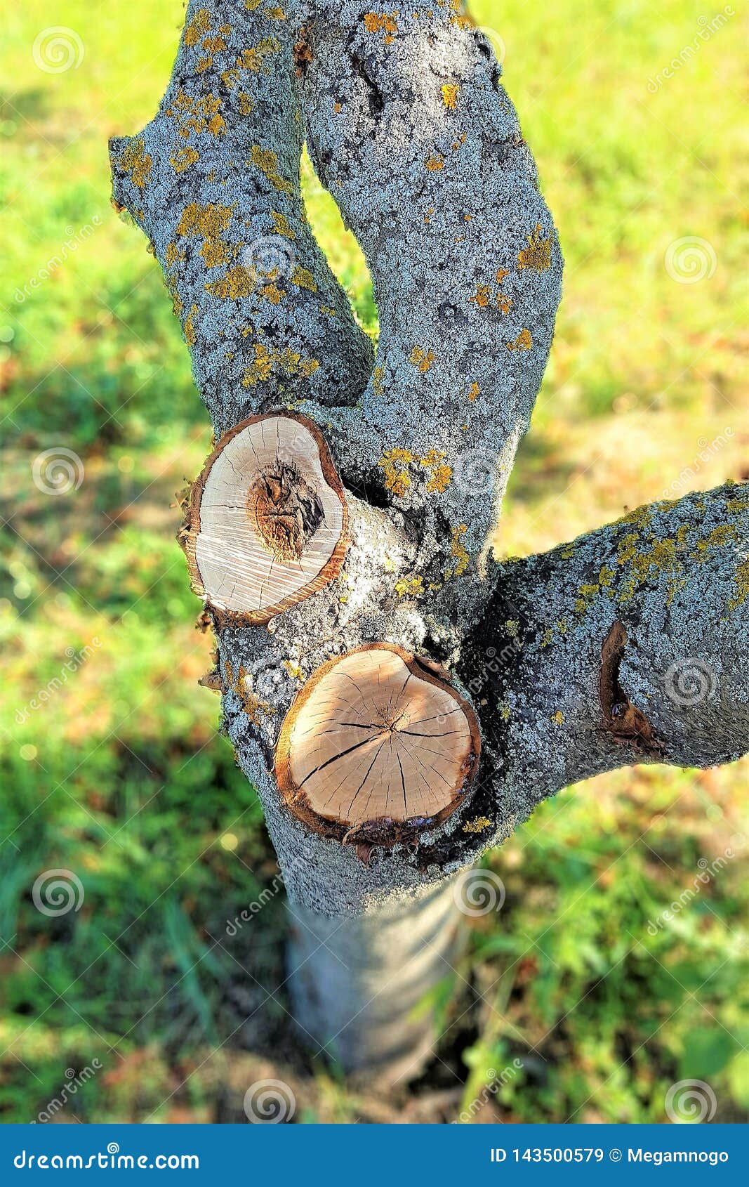 Accurate Saw Cut of Old Cherry Tree in the Garden Stock Image Image
