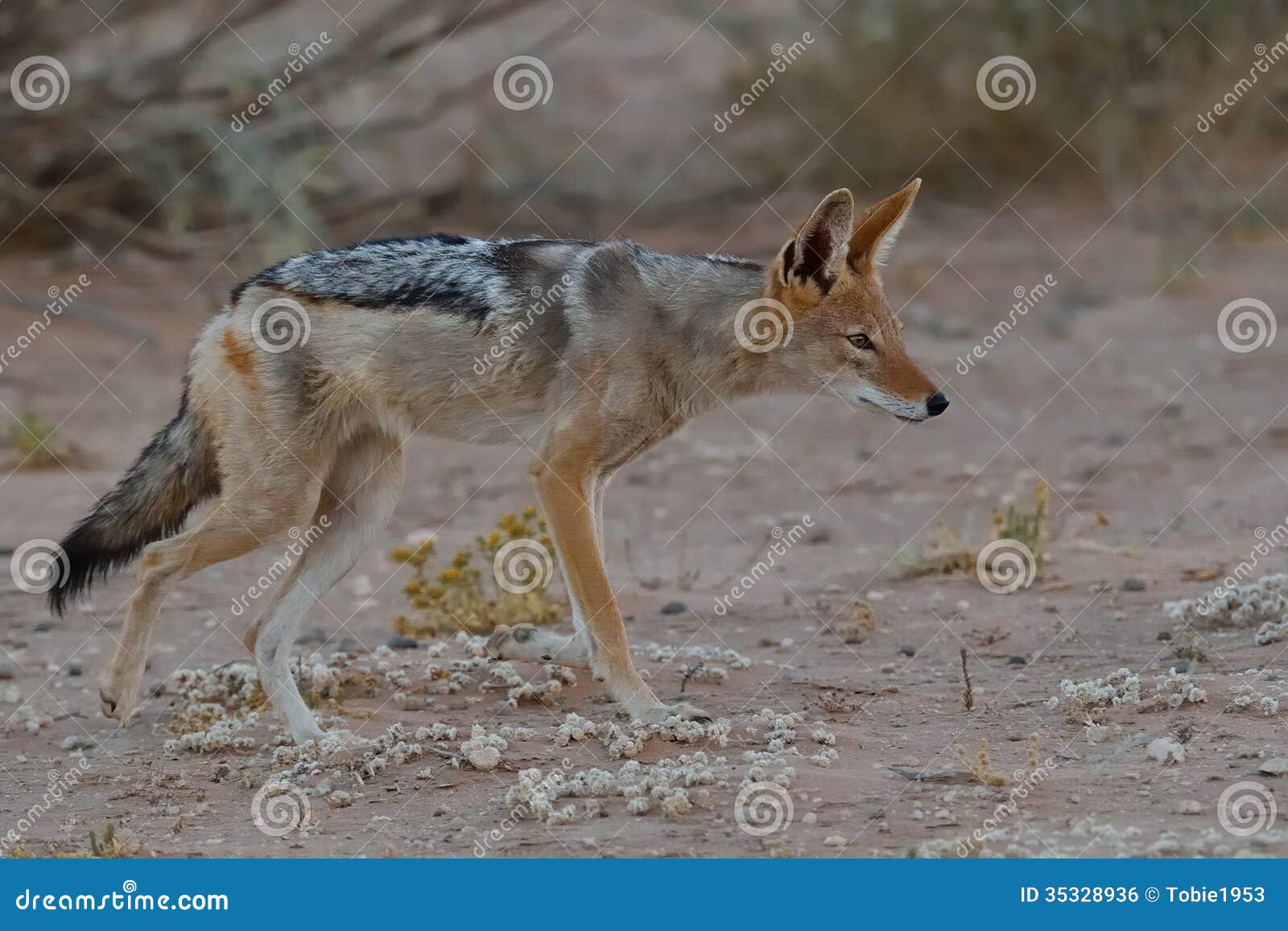 Pájaros de acecho del chacal en el parque internacional de Kgalagadi, Suráfrica