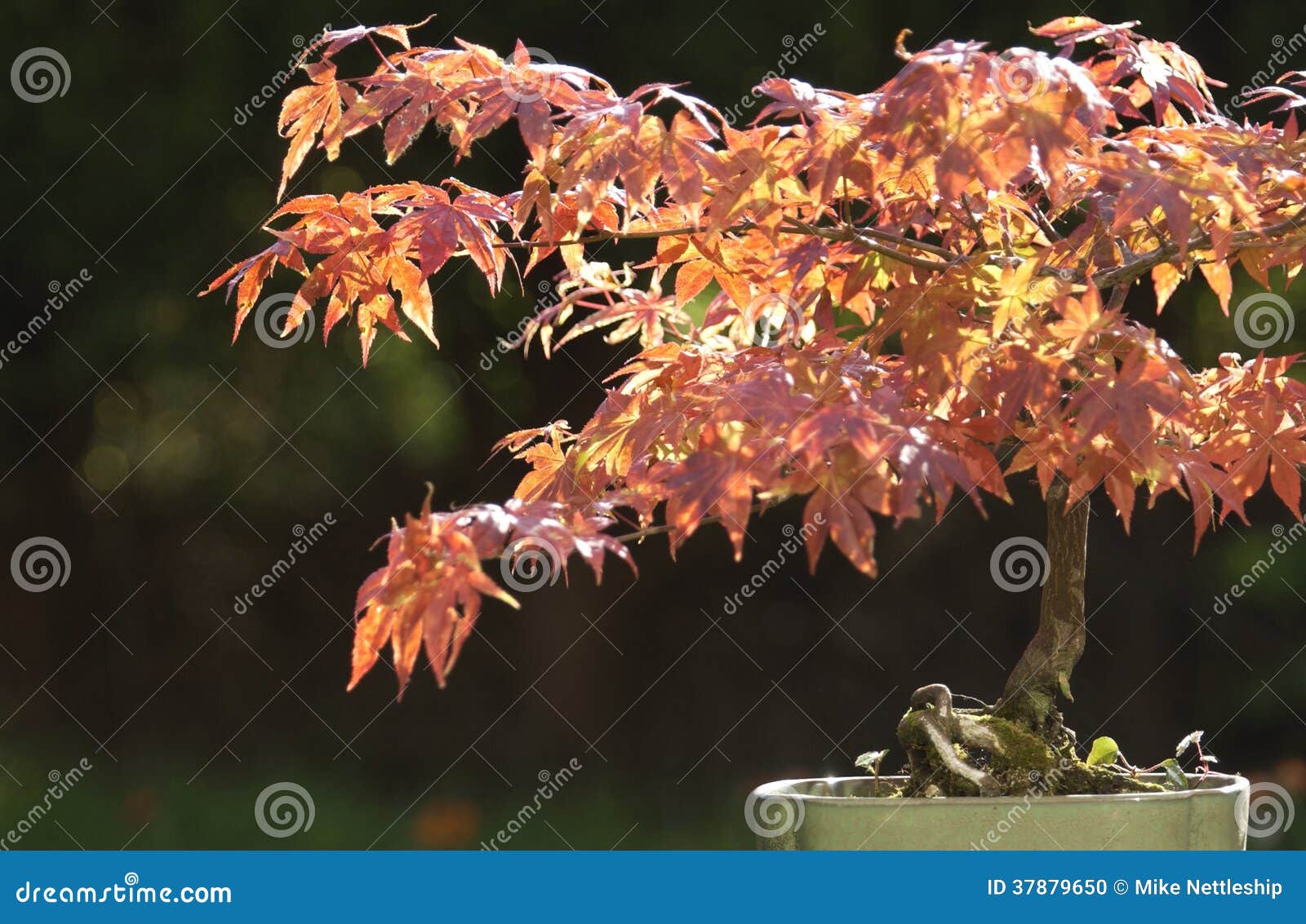 Acer-Bonsaibaum. Dieser Bonsaibaum ist ungefähr dreißig Jahre alt, in den Sommerblättern seien Sie grün, aber wie alle acers drehen die Blätter schöne Orange und Rottöne im Herbst.