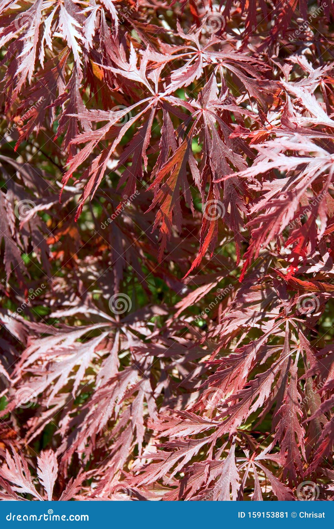 Acer leaves stock image. Image of backdrop, great, abstract - 159153881