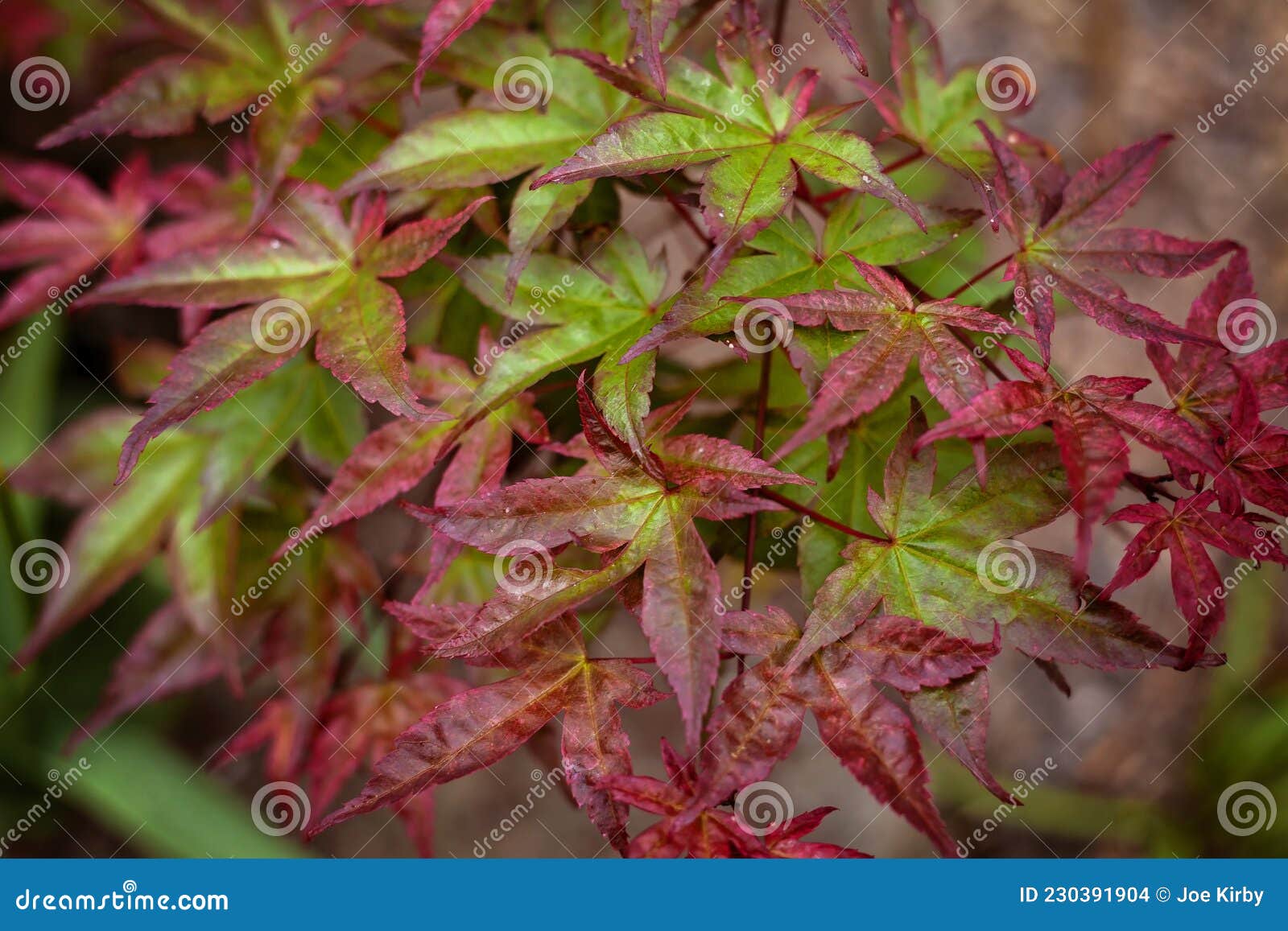 acer palmatum `beni maiko`