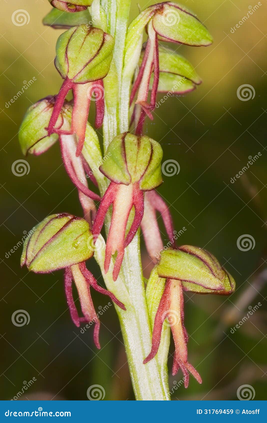 acera antropophorum.wild orchid