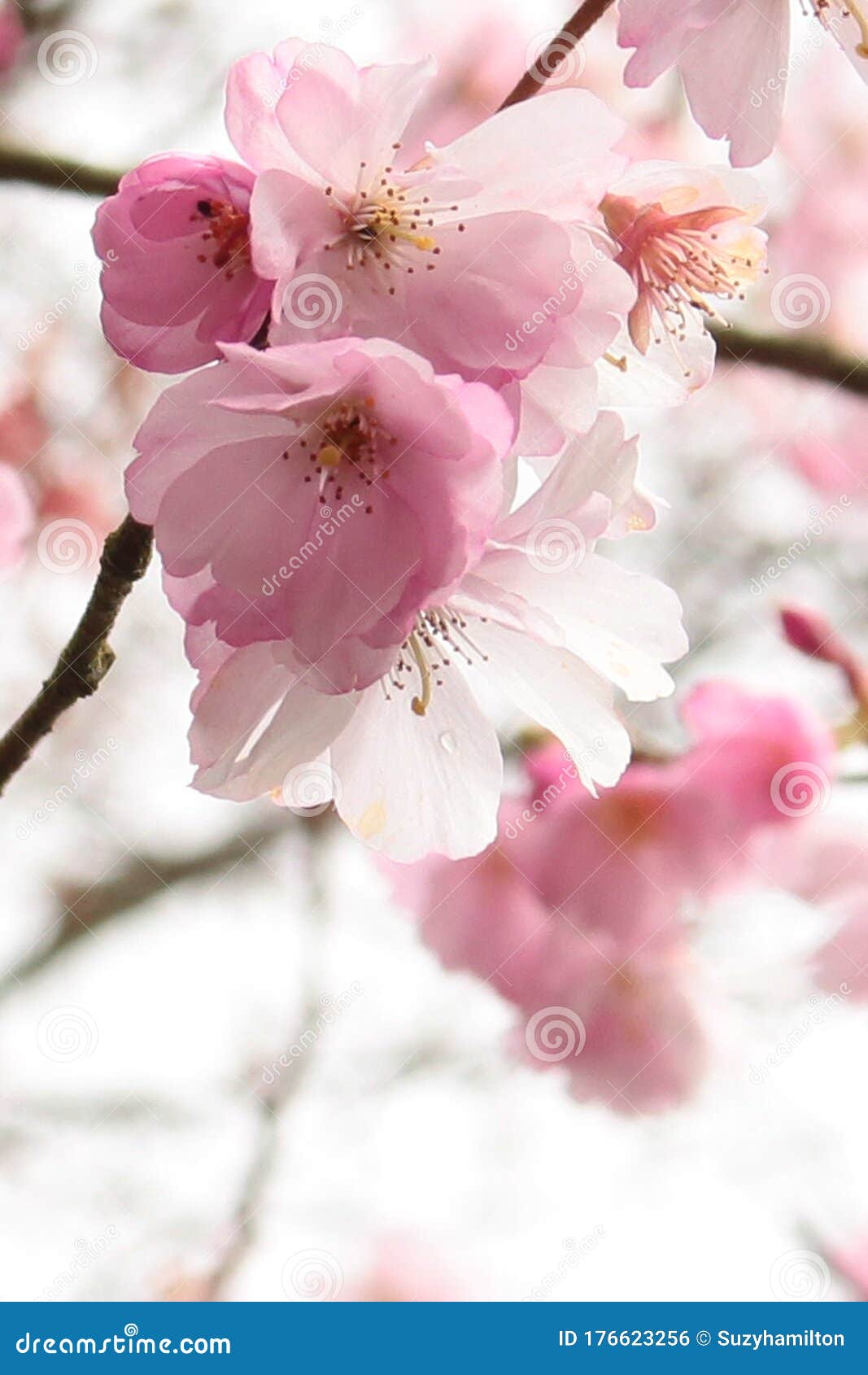 Acercamiento Al Formato De Retrato De Flor Rosa Del árbol De Cerezos. Foto  de archivo - Imagen de cereza, florecimiento: 176623256