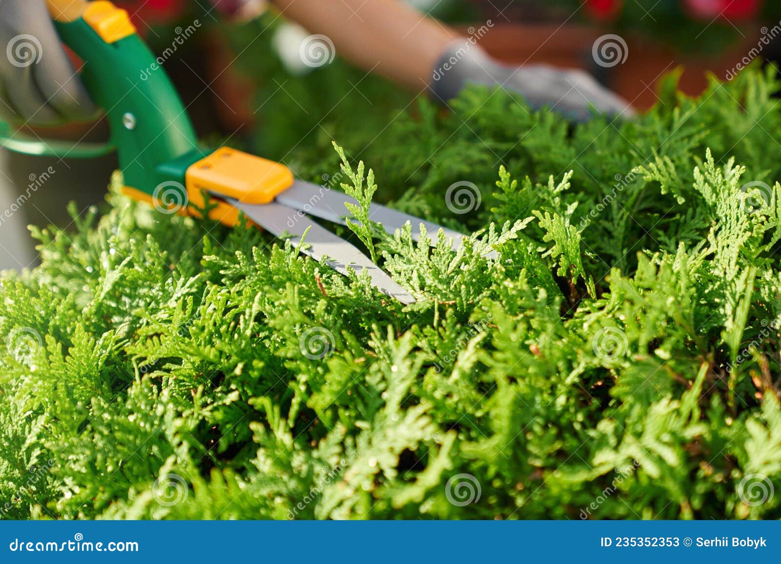 Acercamiento De La Señora Usando Tijeras De Jardinería Para Cortar Arbustos Imagen de archivo Foto imagen