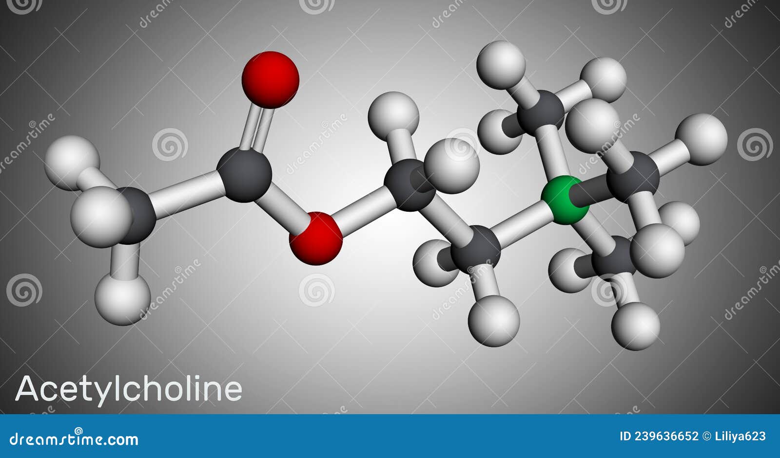 Acetylcholine (ACh) Neurotransmitter, Molecular Model RoyaltyFree