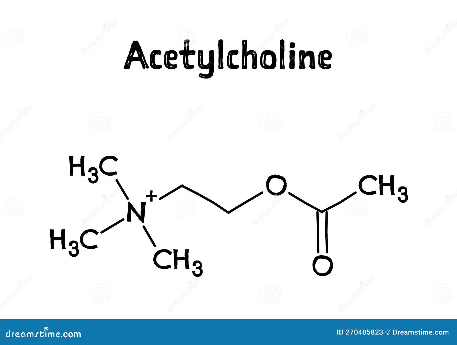 Acetylcholine Structural Formula of Molecular Structure Stock