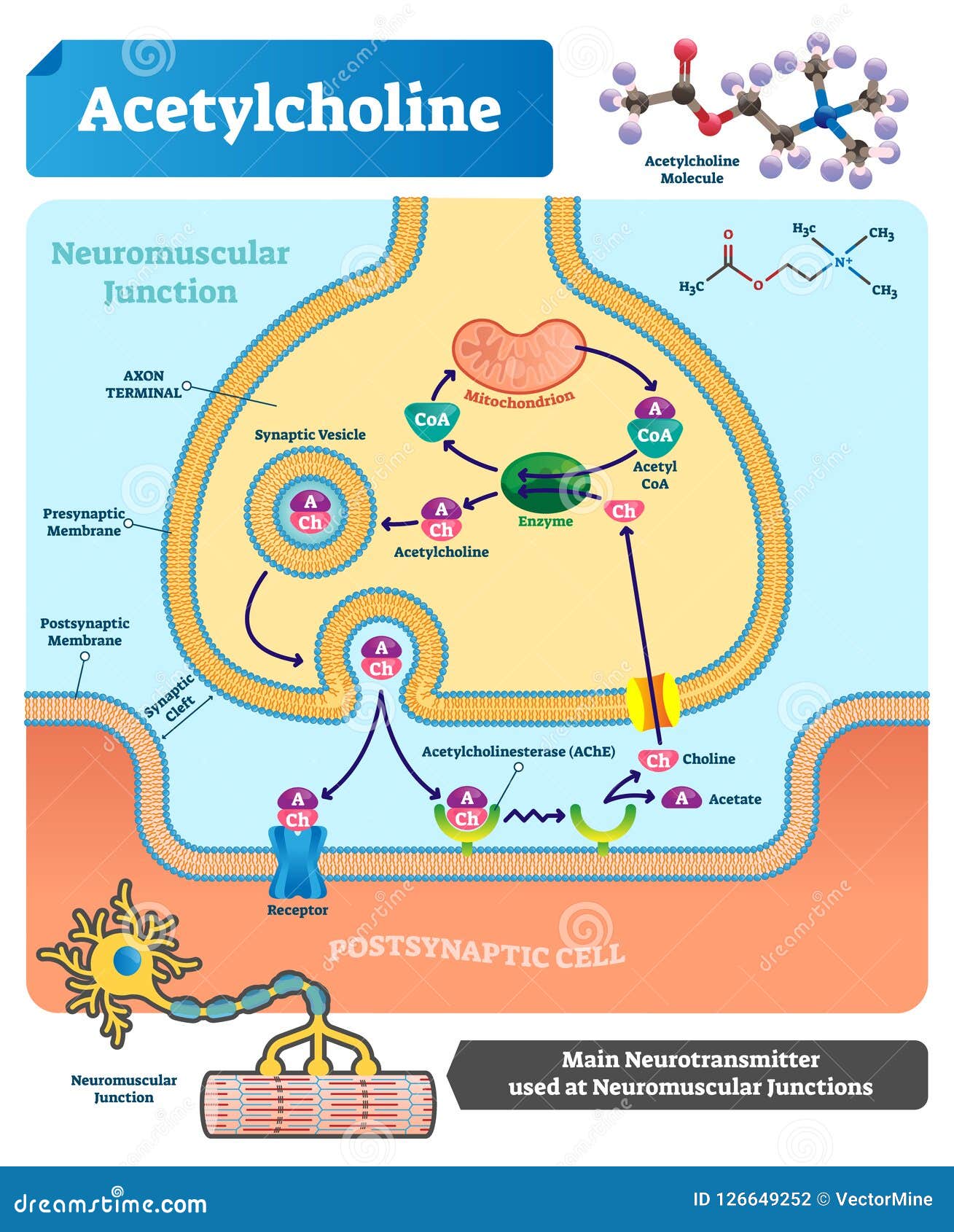 acetylcholine-cholinergic-pathway-cartoon-vector-cartoondealer