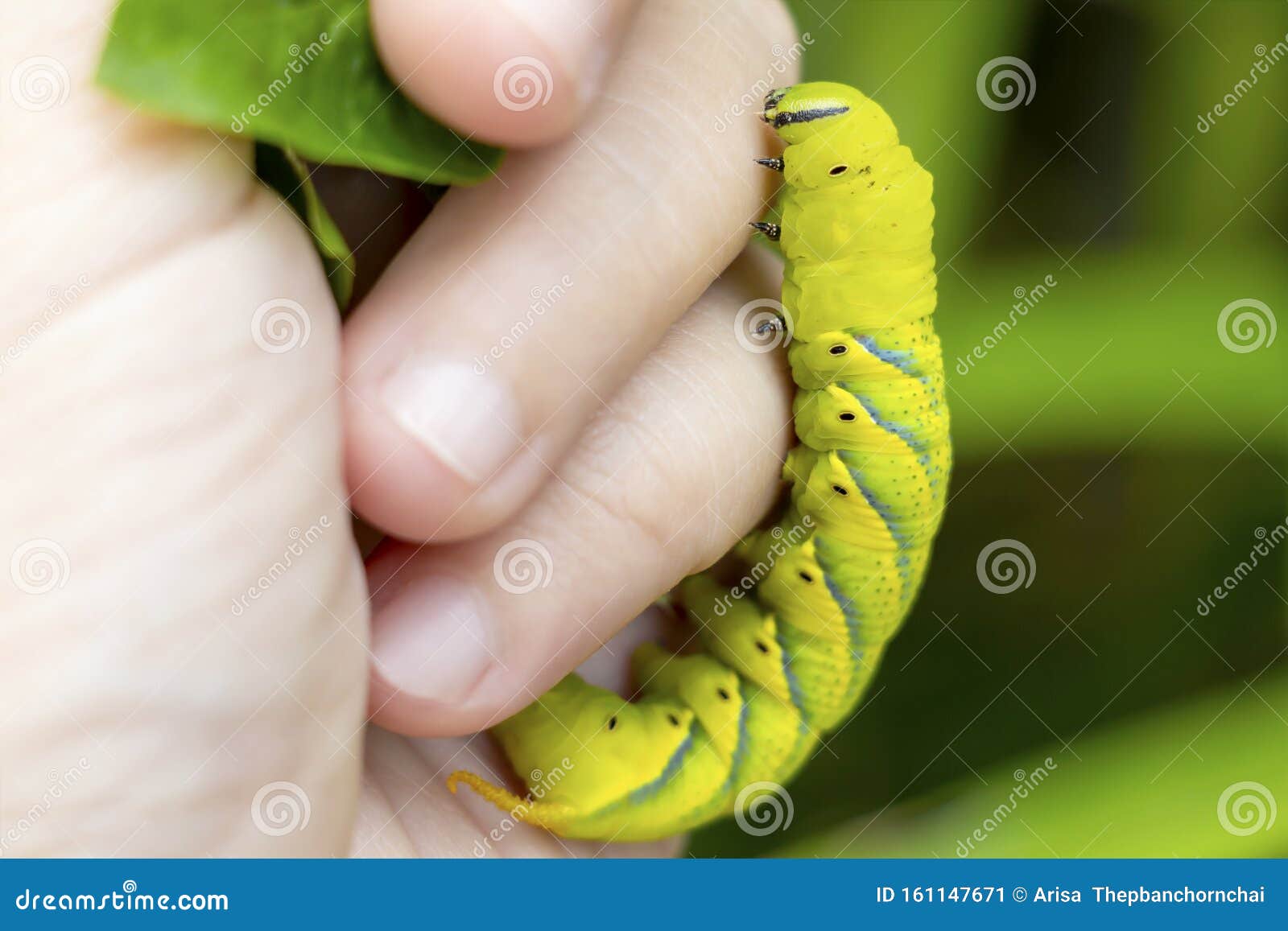Acherontia Styx, the Lesser Death`s Head Hawkmoth or Bee Robber in Woman  Hand, it is a Worm of Sphingid Moth Found on Leaves in Stock Image - Image  of insect, invertebrate: 161147671