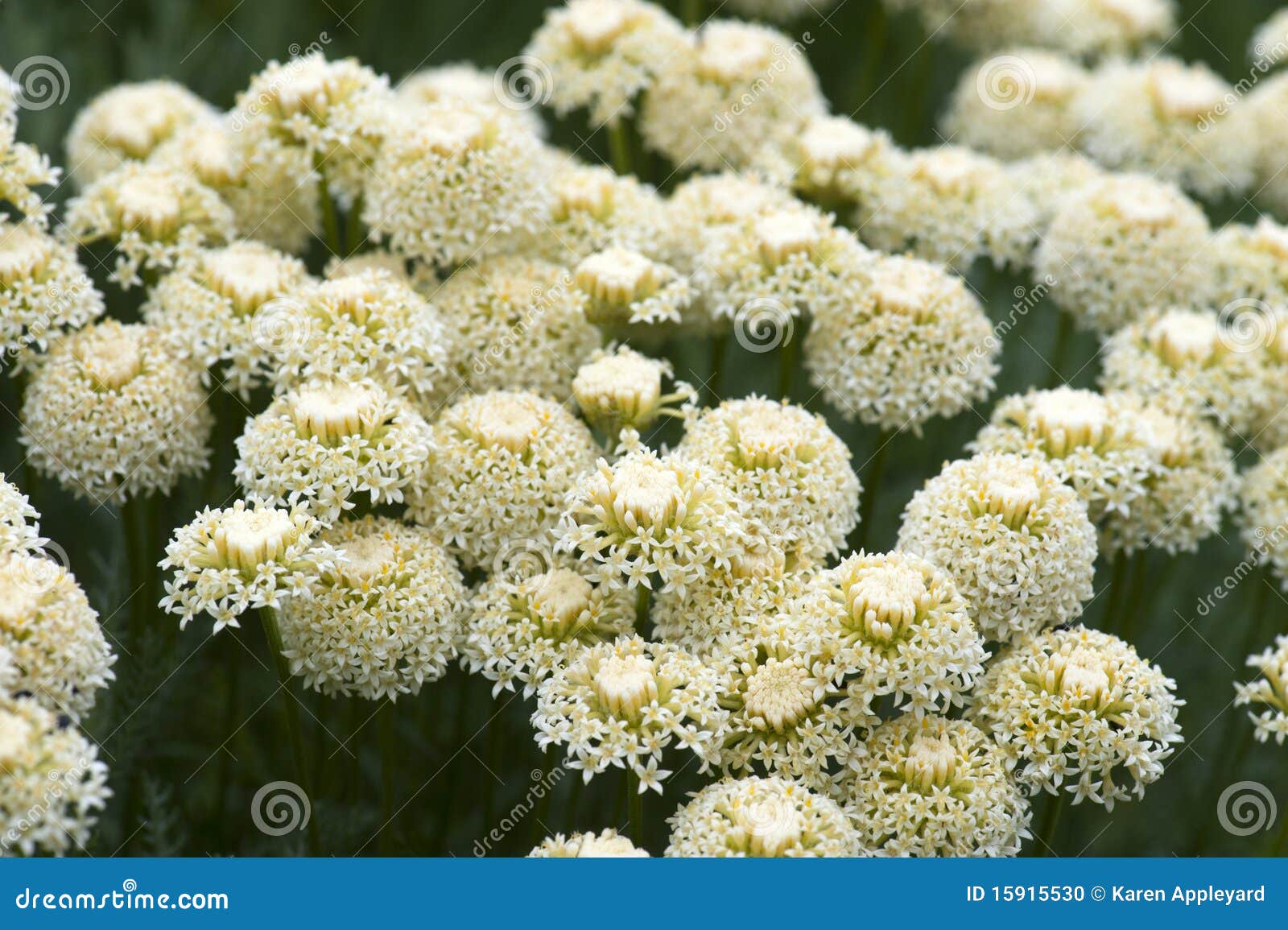 achillea