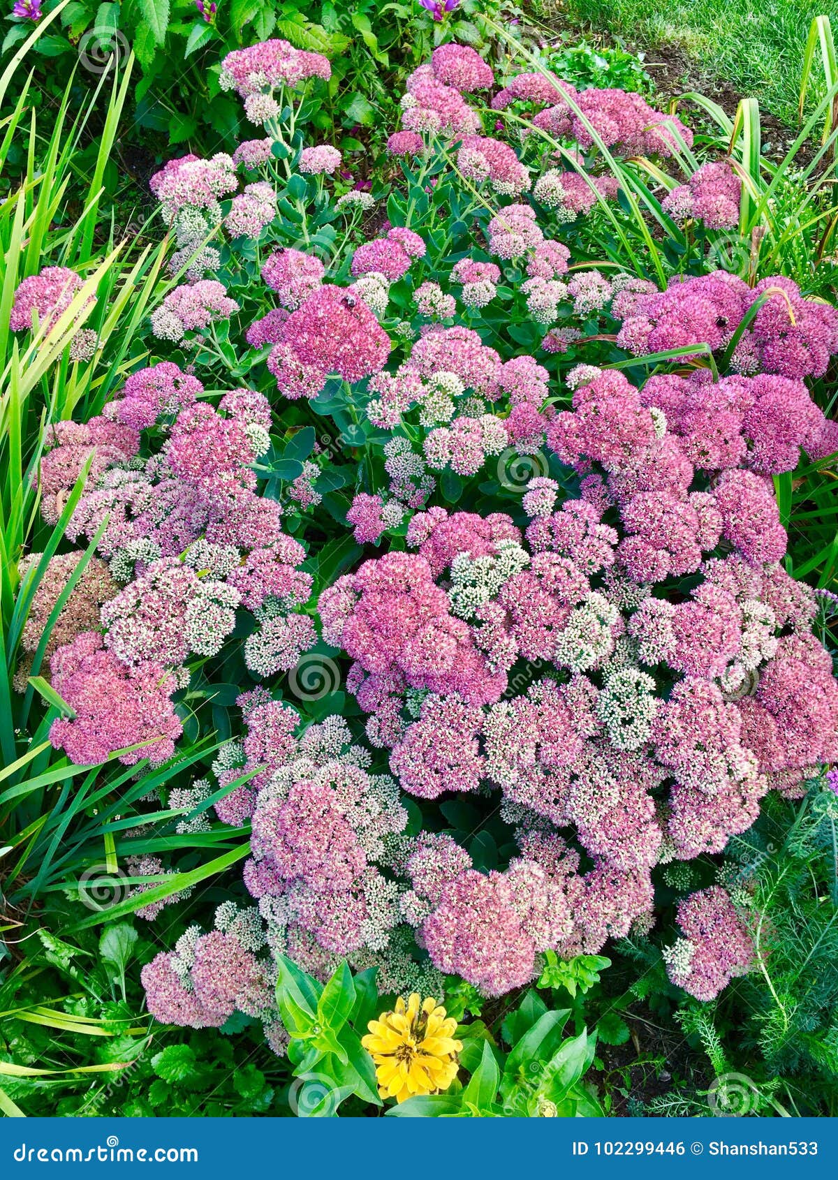 Achillea flowers blooming stock photo. Image of pink - 102299446