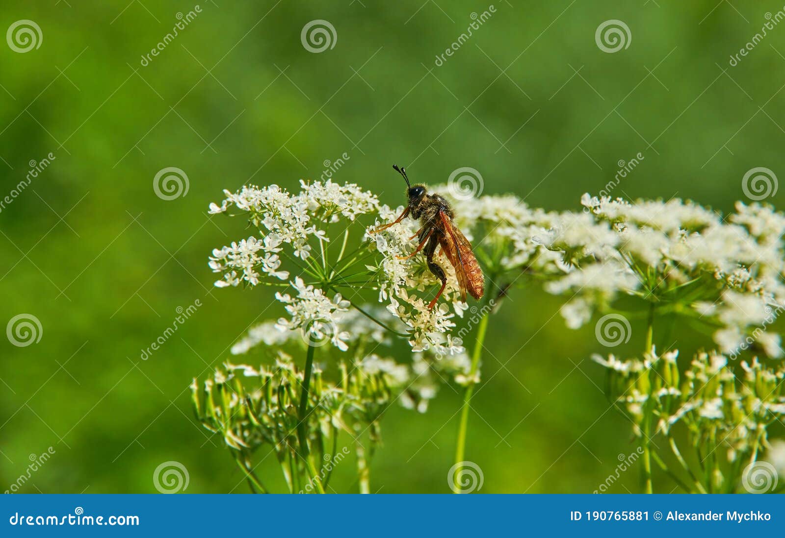 achillea millefolium and cimbex femoratus