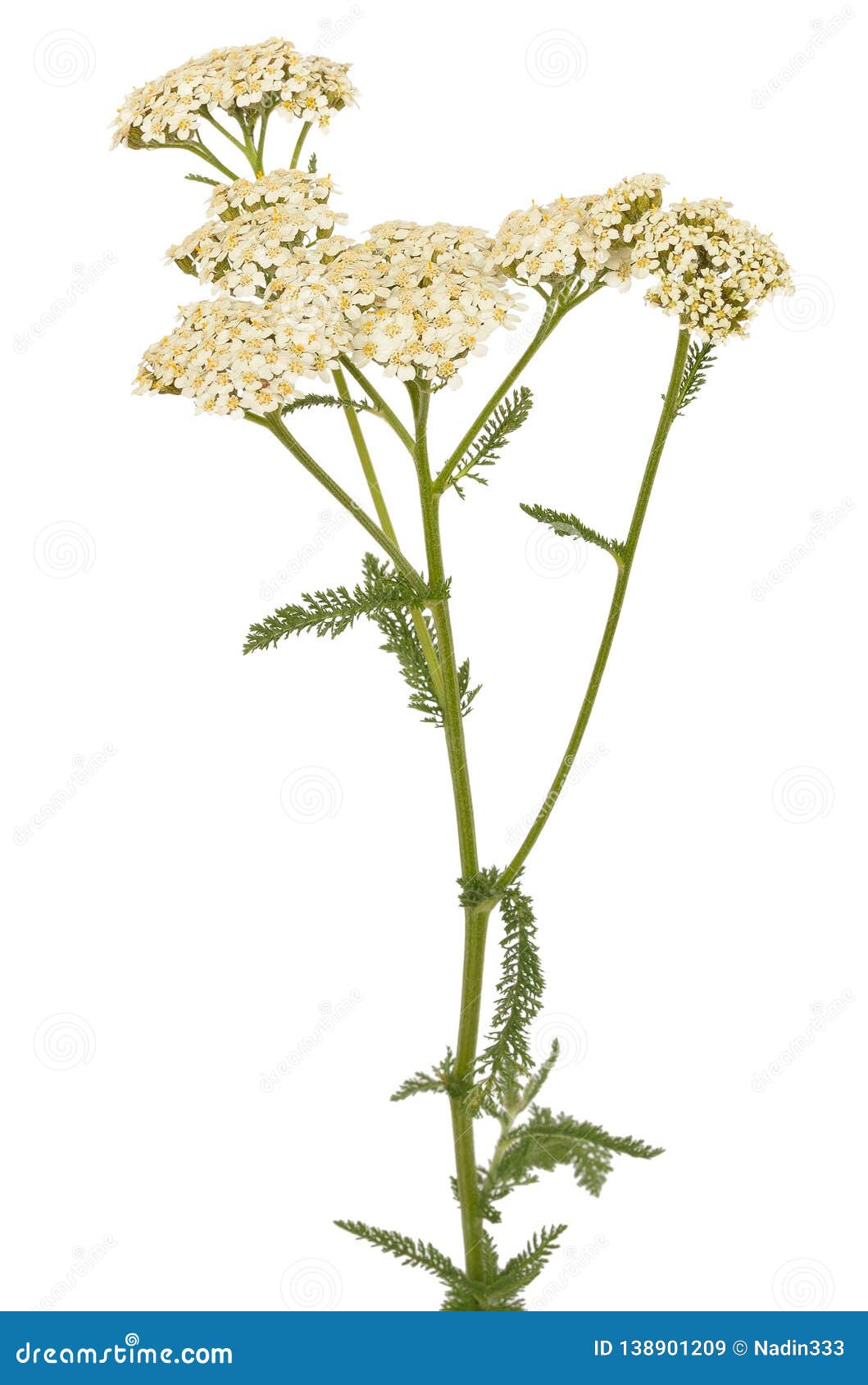 Achillea Millefolium Flower Stock Image - Image of botany, milfoil ...
