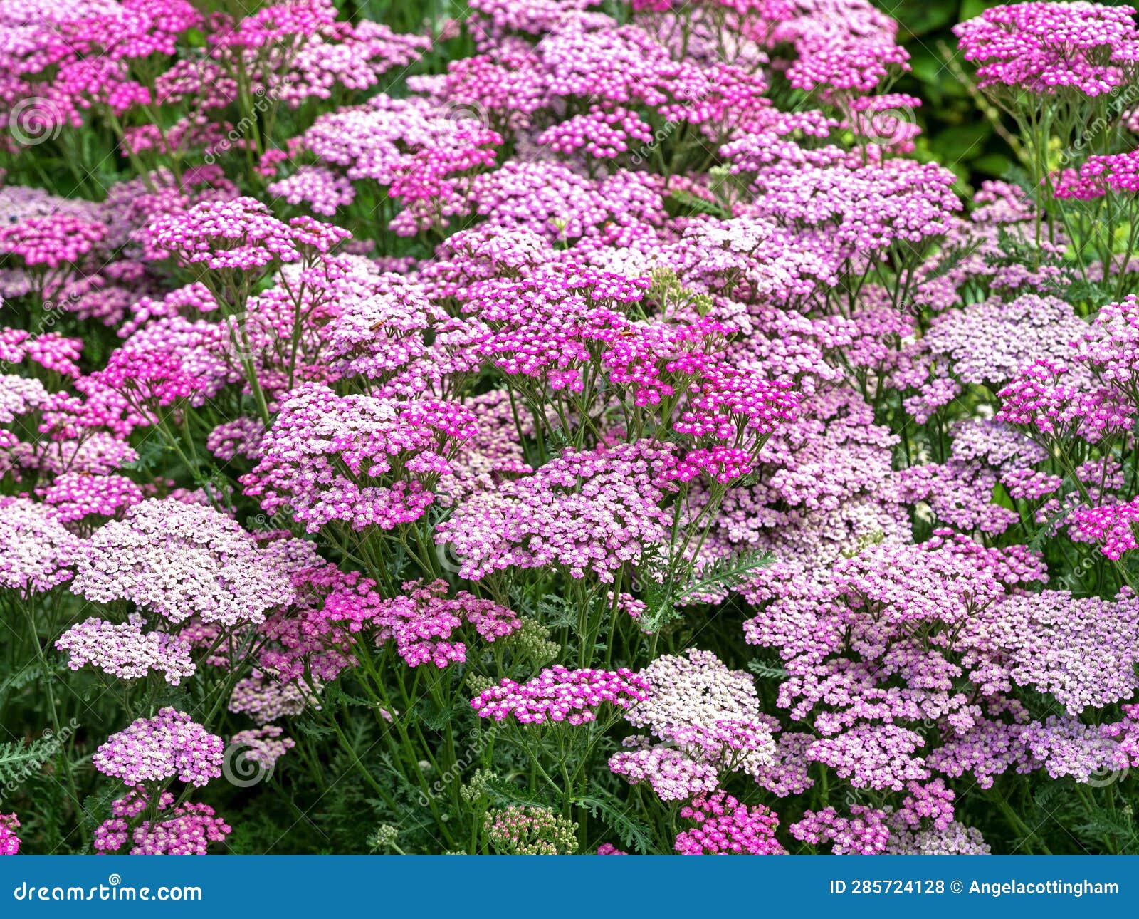 Achillea Millefolium Garden Yarrow Summer Berries Flowers Stock Photo ...