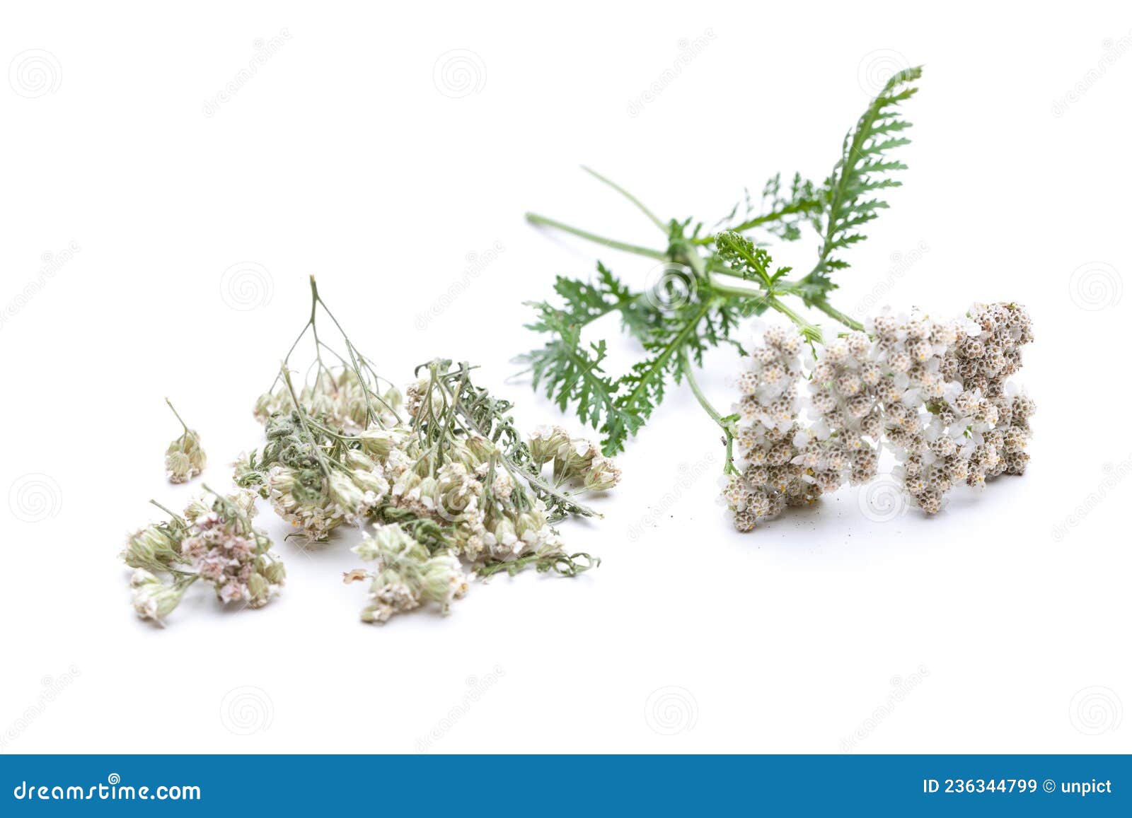 Achillea Millefolium Yarrow Dried and Fresh Stock Image - Image of ...