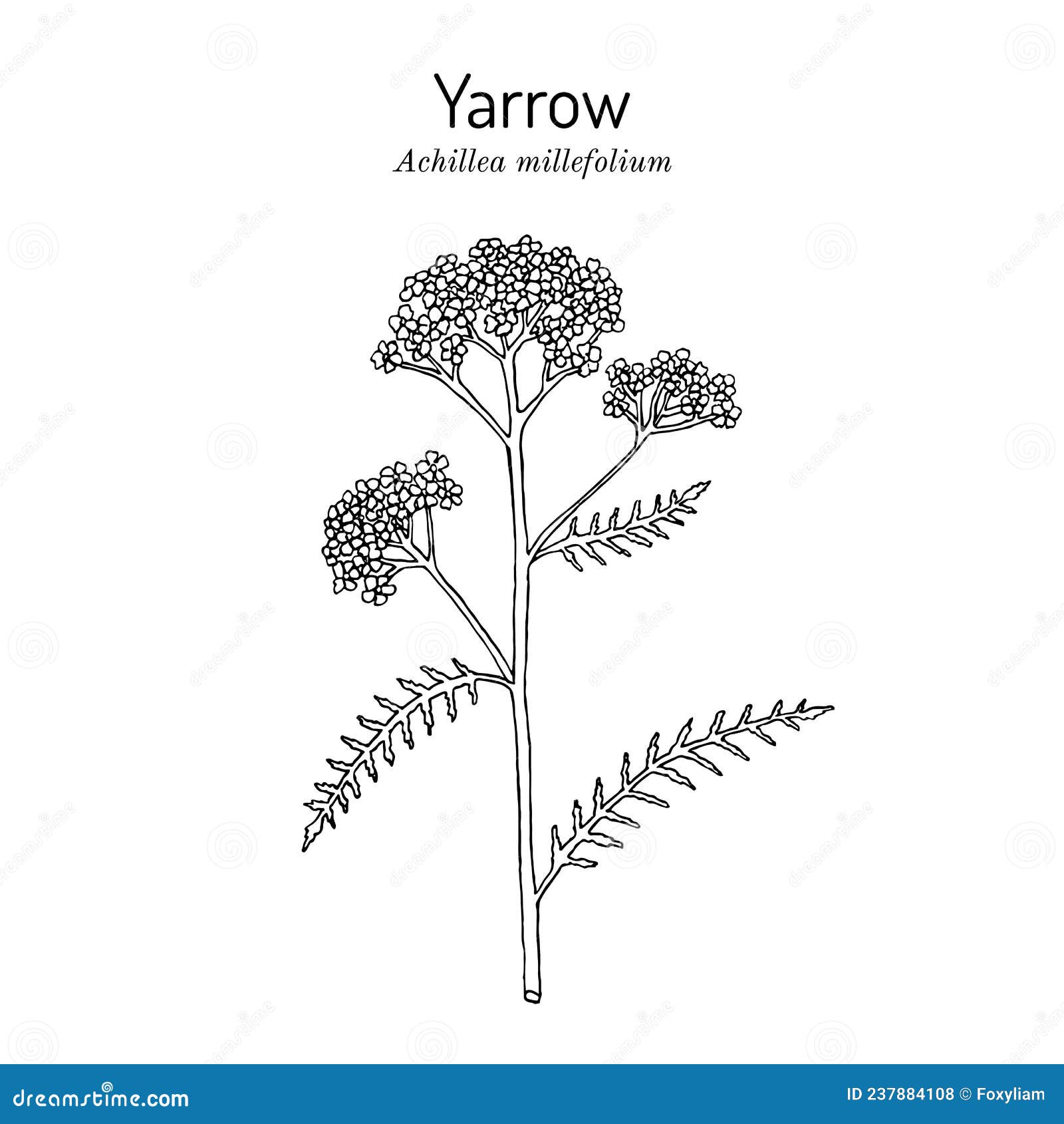 Achillea Millefolium or Yarrow, Medicinal Plant Stock Vector ...