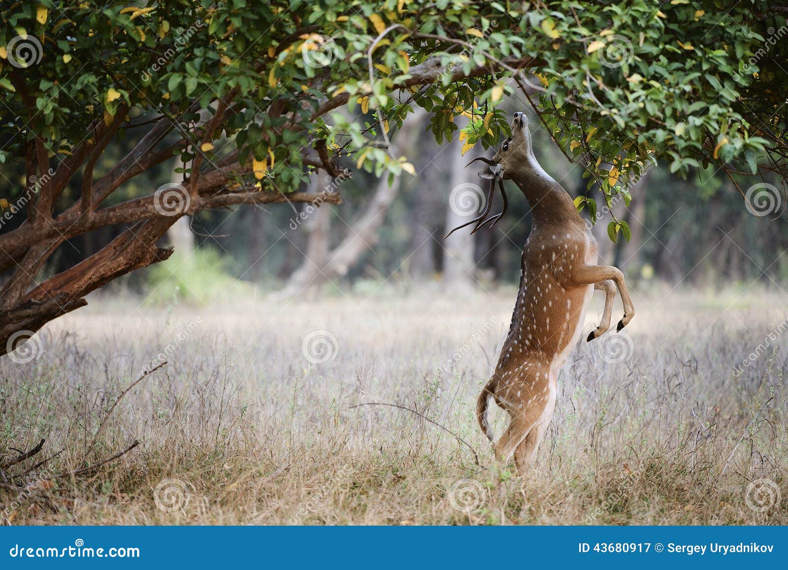 Achsen-Achsenrotwild Männliche Achse oder beschmutzter Rotwild (Achsenachse) Nationalpark INDIENS Kanha