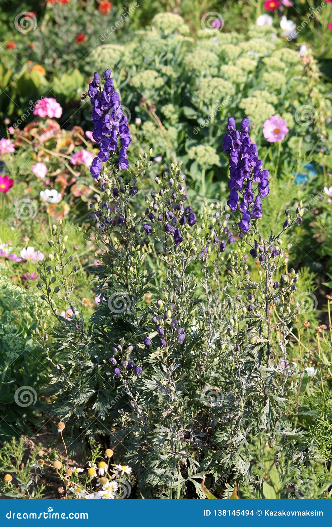 Aconite Or Aconitum Napellus With Blue Flowers General View Of Flowering Plant Stock Photo Image Of Dangerous Hood 138145494