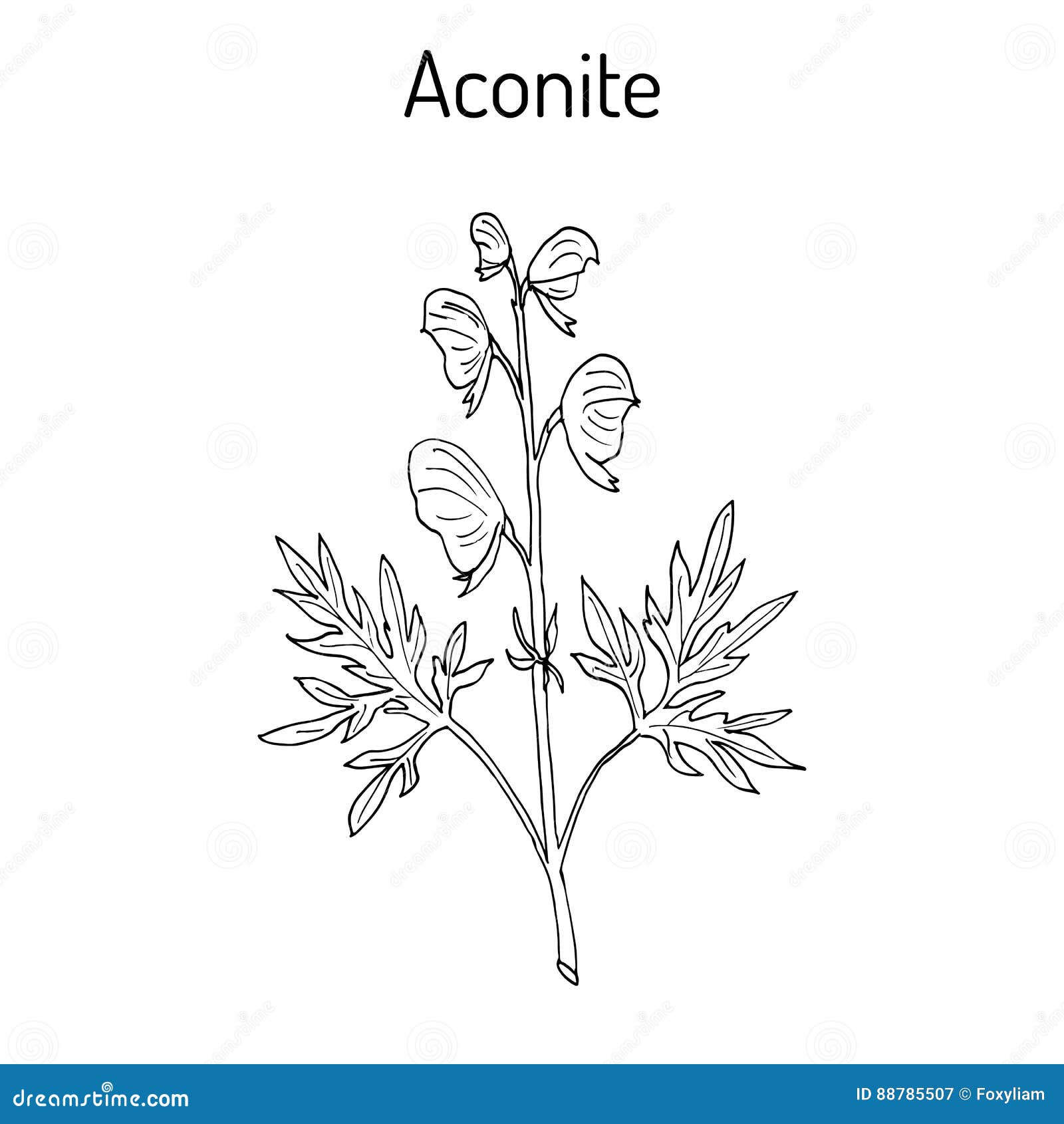 Aconite Stock Illustrations 83 Aconite Stock Illustrations Vectors Clipart Dreamstime