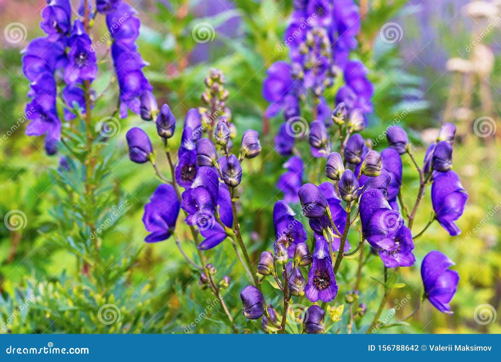 Aconite Flower Or Wolf Root Is A Poisonous Plant Violet Flowers Stock Photo Image Of Aconitum Botanical 156788642