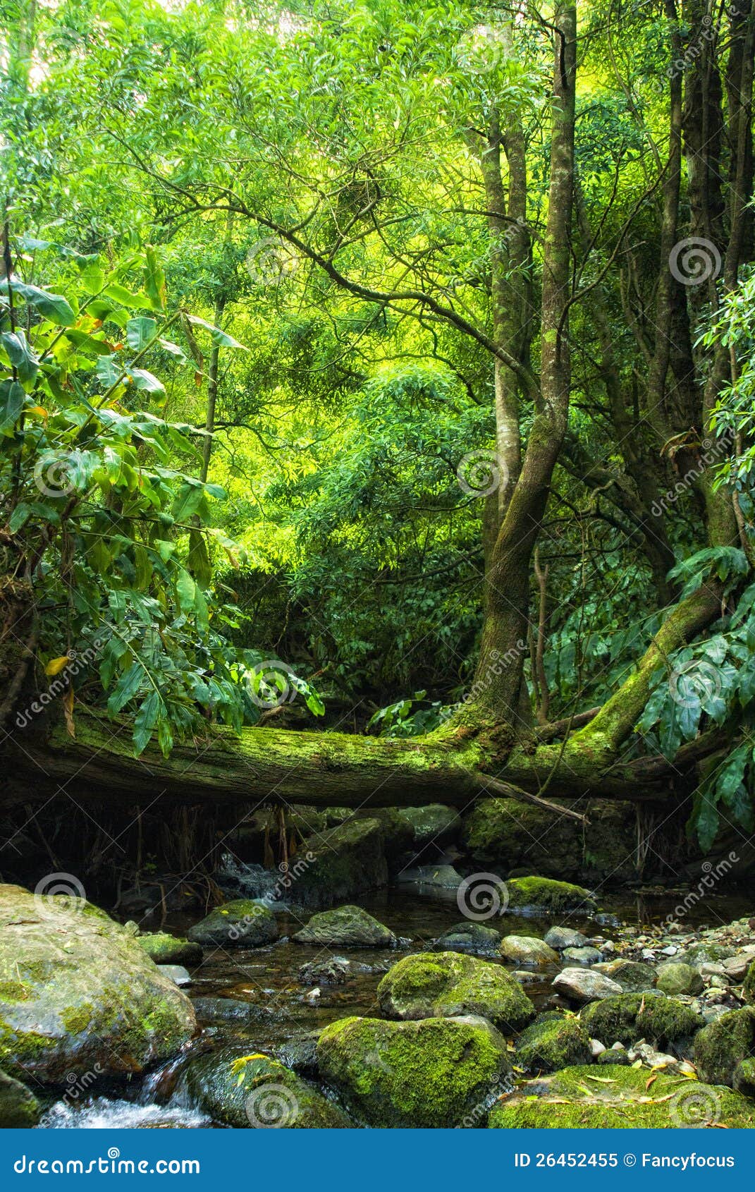 acores; small jungle valley on flores