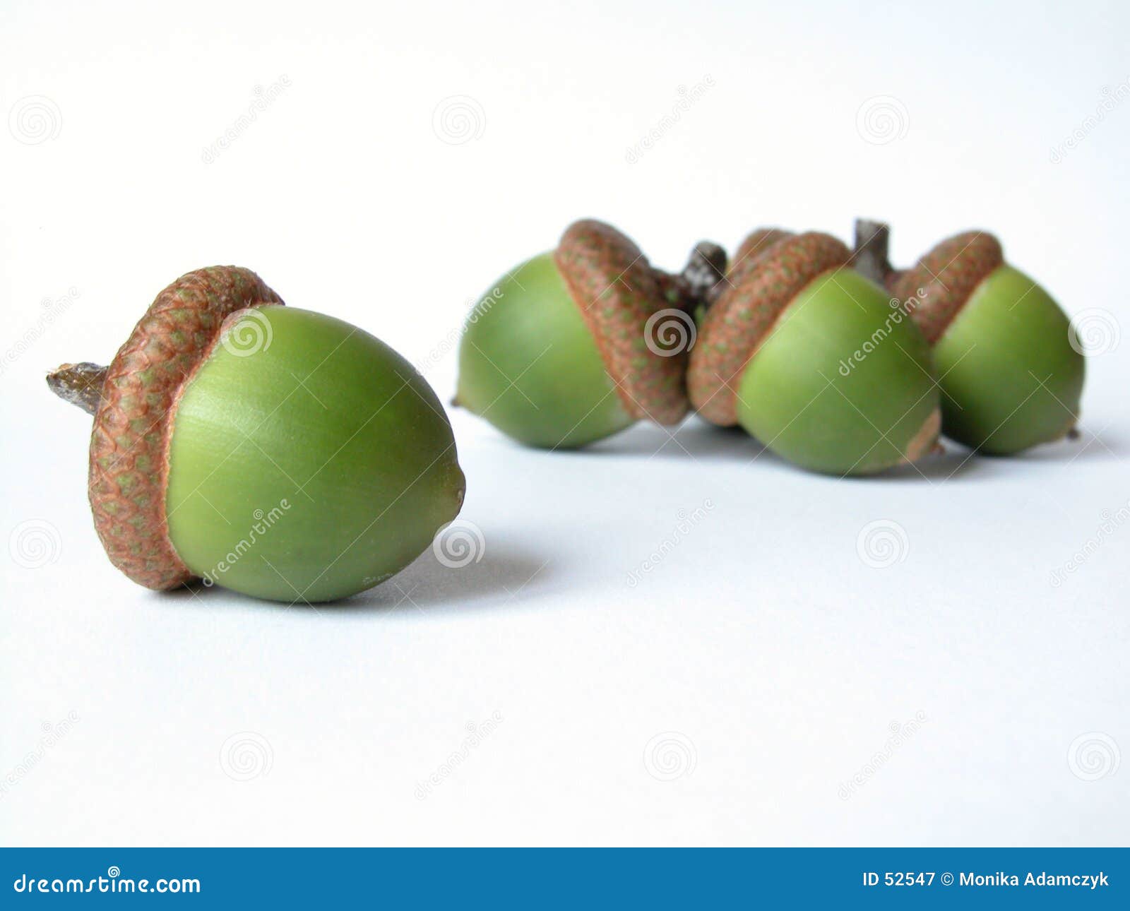 real green acorns