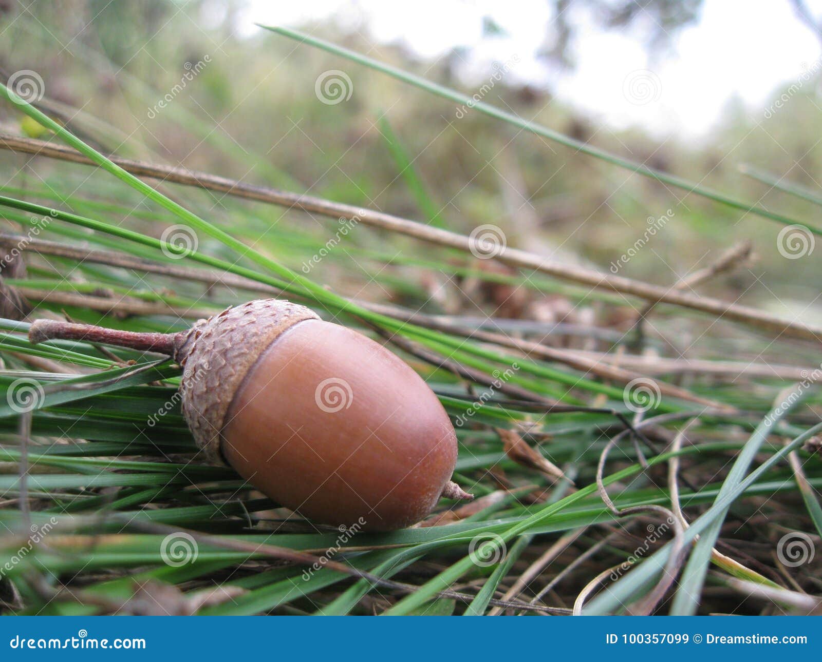 Acorn stock image. Image of acorn, grass, green, forest 100357099
